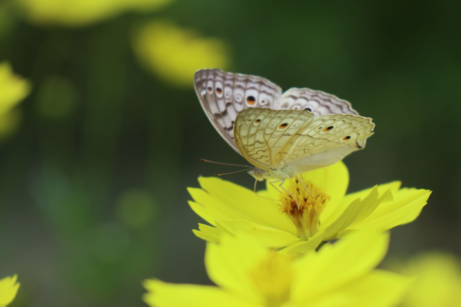 Canon EF-M 18-150mm F3.5-6.3 IS STM sample photo. Nice green blur, butterfly photography