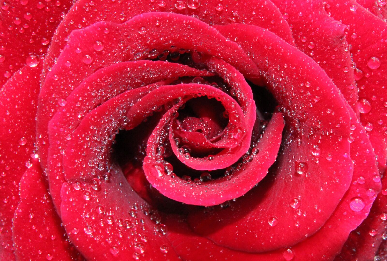 Canon EOS 60D sample photo. Rose, flower, petal photography