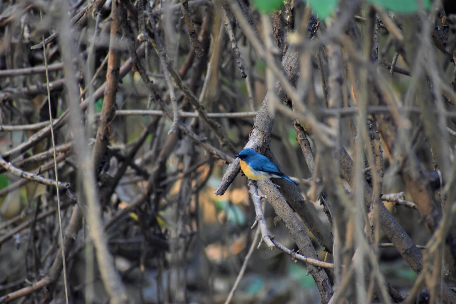 Nikon D5600 sample photo. Nature, bird, blue photography