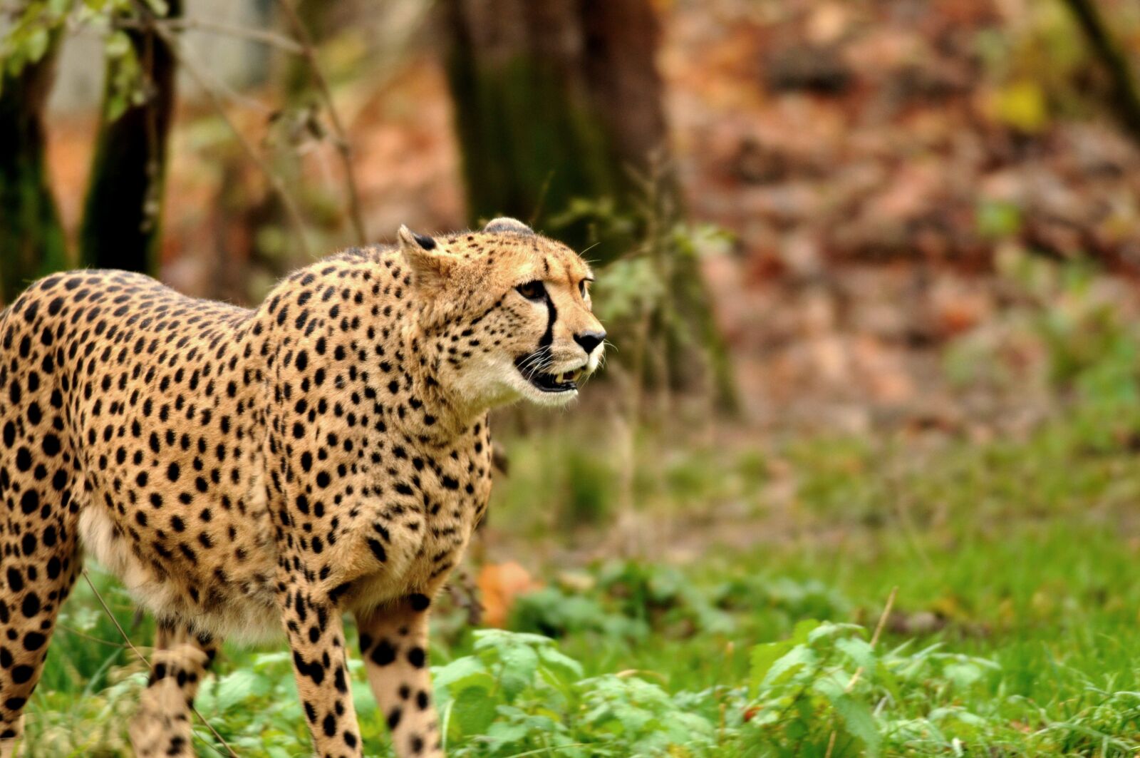 Nikon D300 sample photo. Zoo, hellabrunn, munich photography
