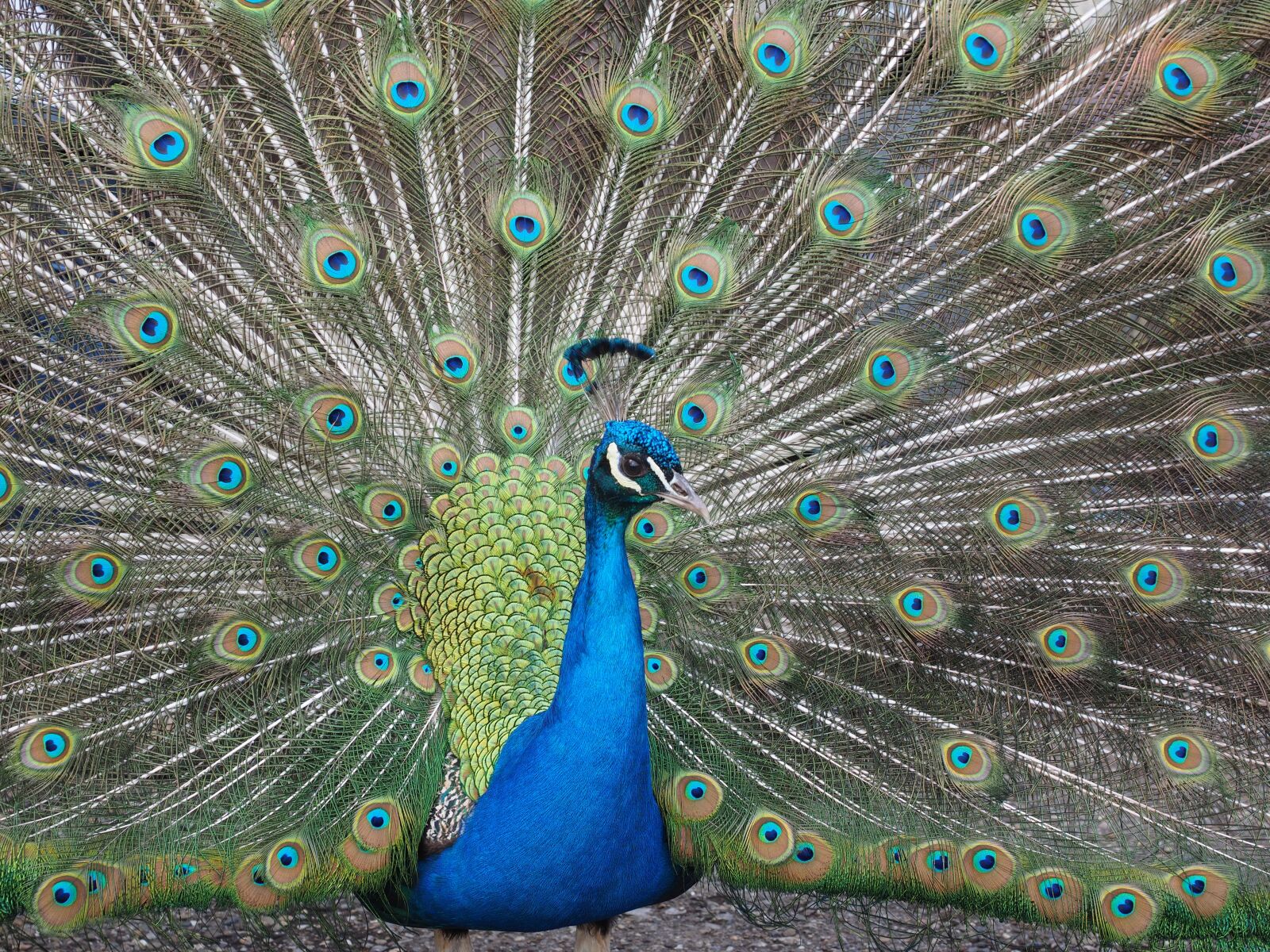 Olympus OM-D E-M1 + Olympus M.Zuiko Digital ED 12-40mm F2.8 Pro sample photo. Peacock, blue, asian peacock photography