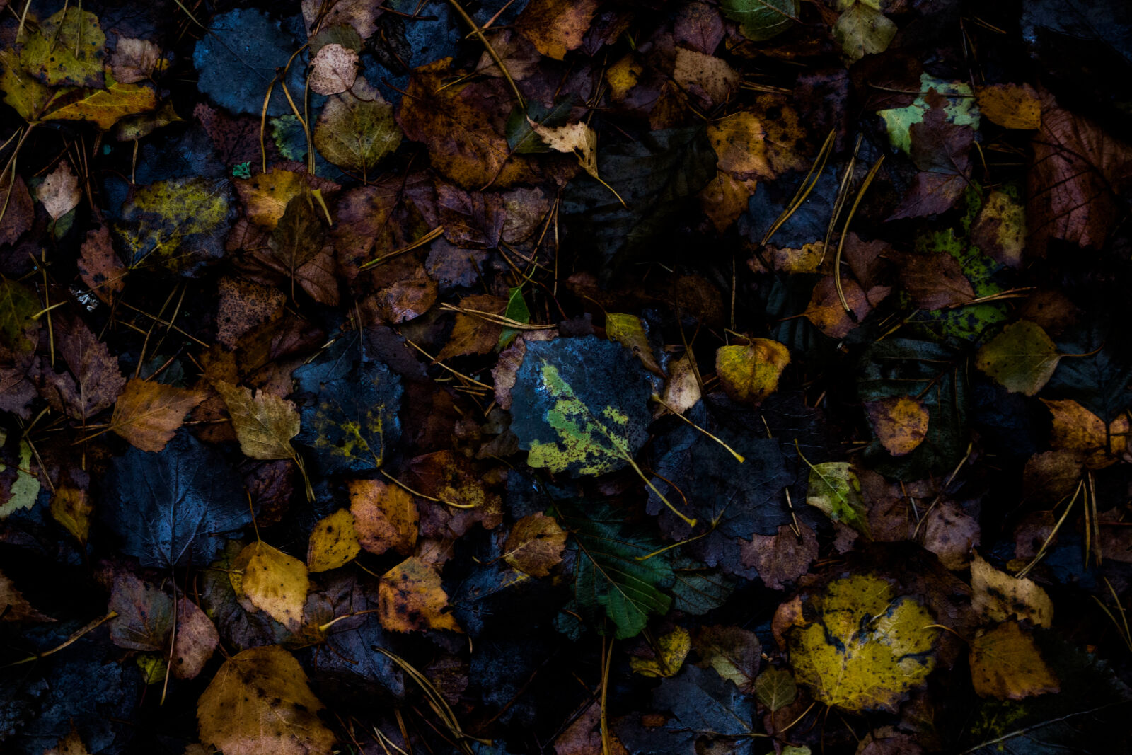 Canon EOS 700D (EOS Rebel T5i / EOS Kiss X7i) sample photo. Autumn, leaves photography