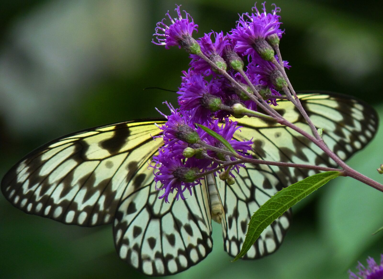 Panasonic Lumix DMC-FZ35 (Lumix DMC-FZ38) sample photo. Butterfly, bug, flower photography