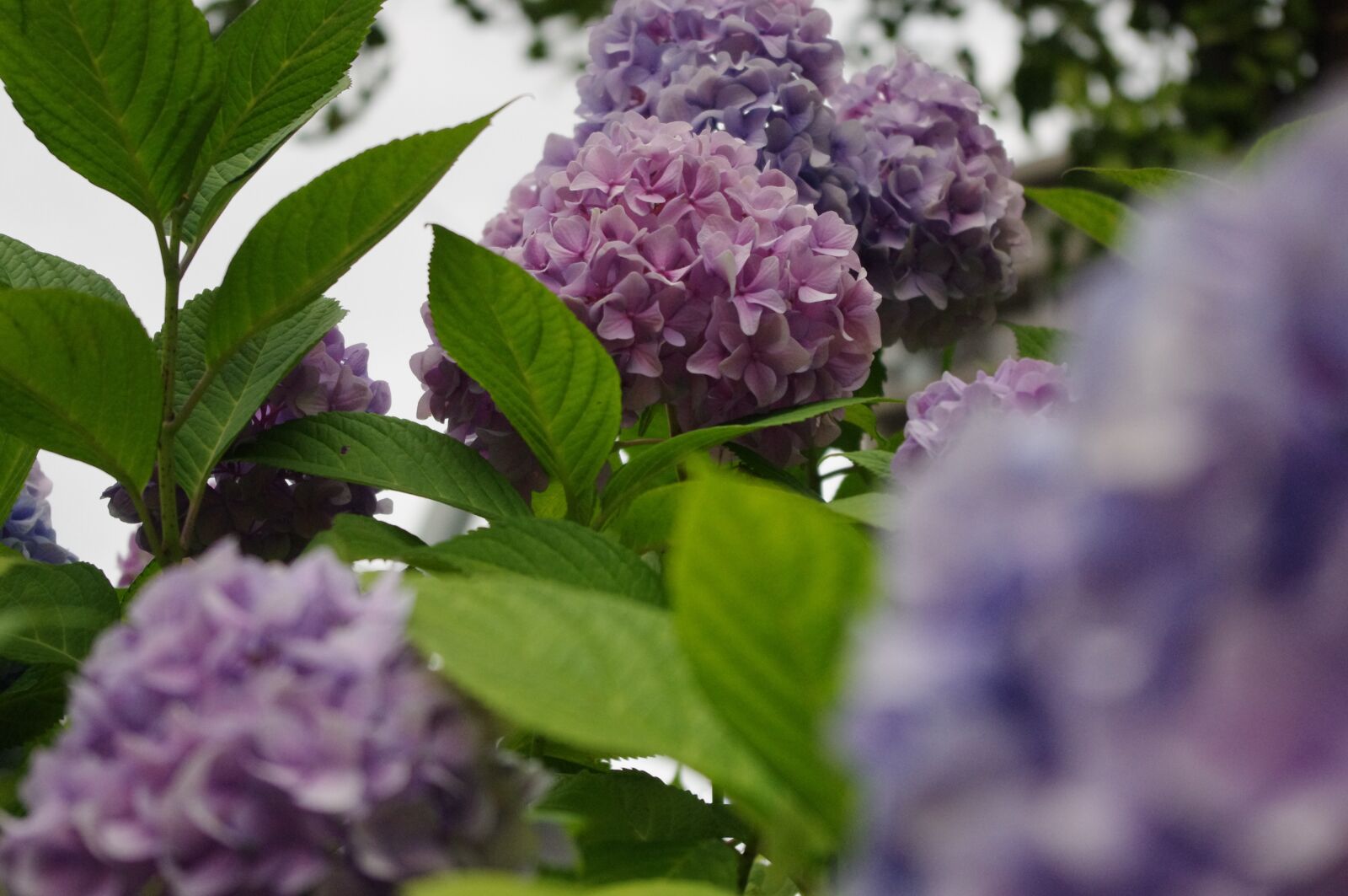 Pentax K-r sample photo. Hydrangea, flower, bloom photography