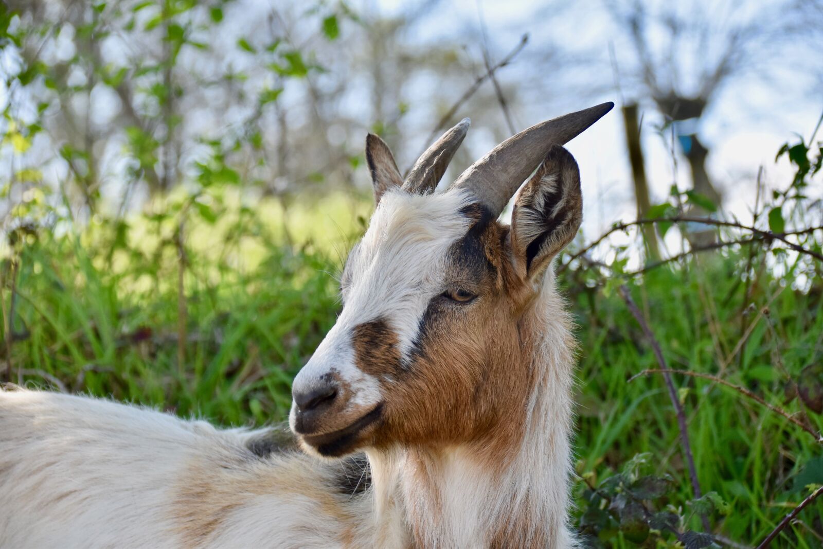 Nikon D5600 sample photo. Goat, goat horns, ruminants photography