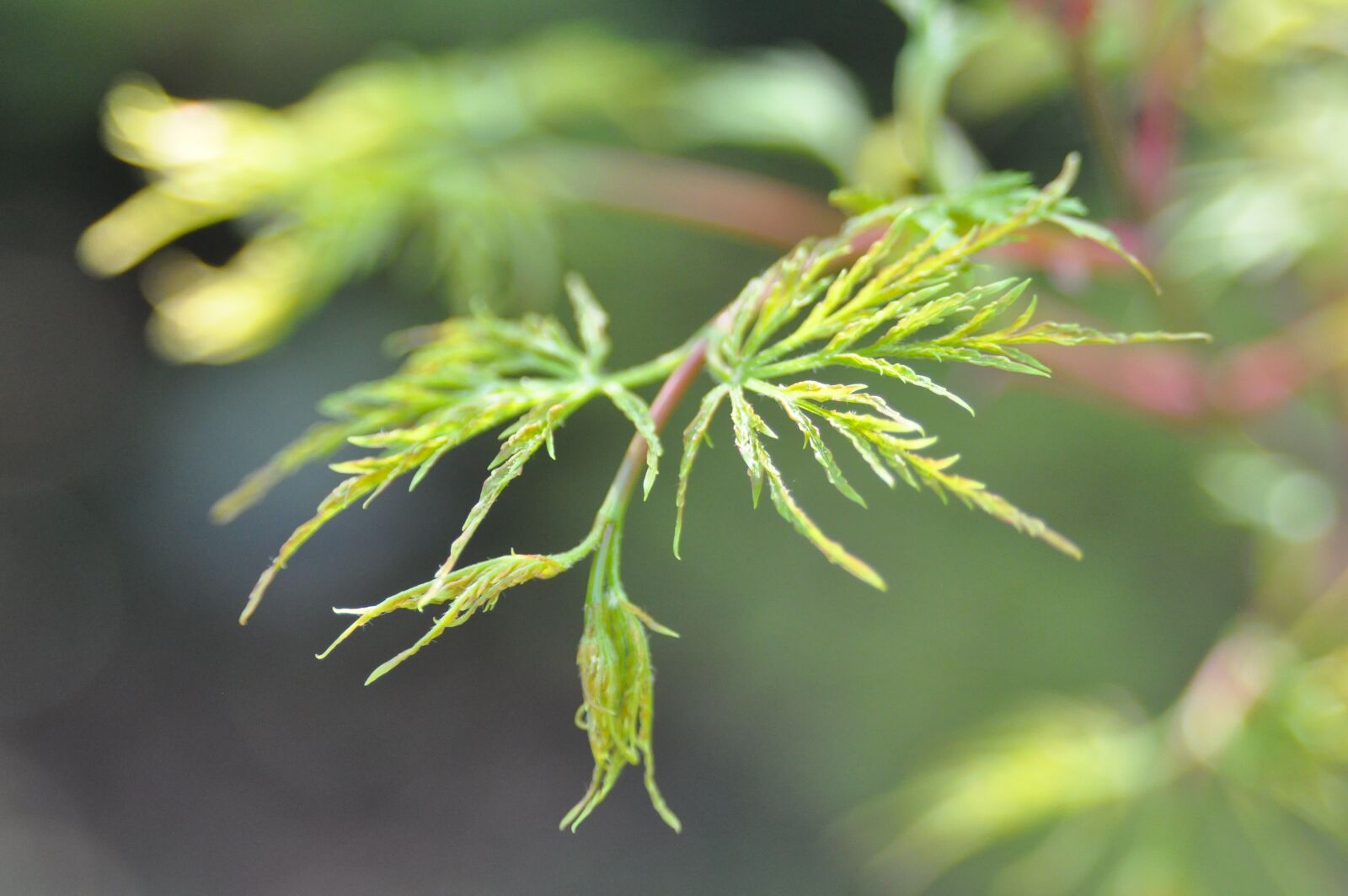 Nikon D90 sample photo. Maple, leaf, acer photography