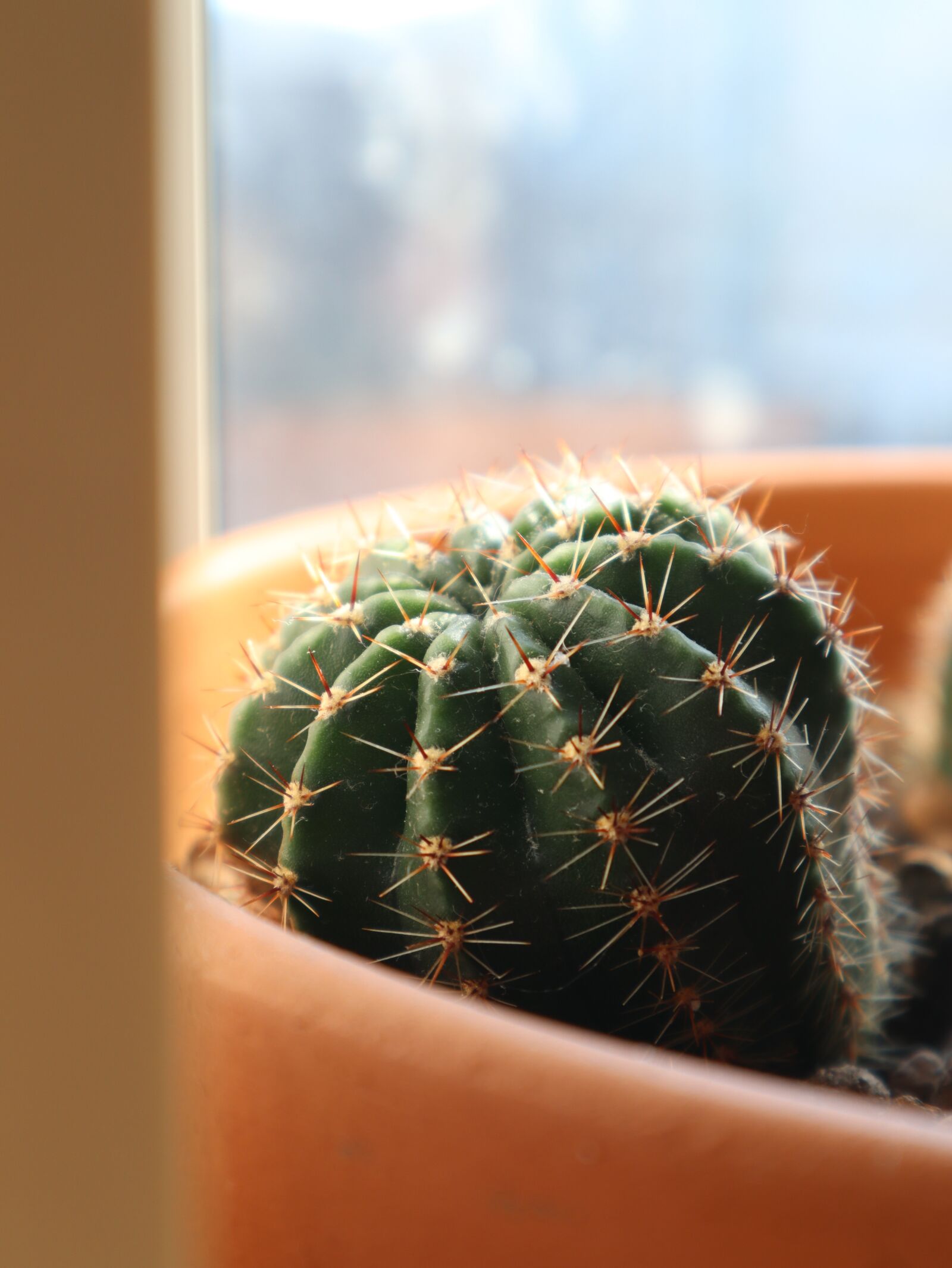 Canon EOS M50 (EOS Kiss M) sample photo. Cactus, barb, plant photography