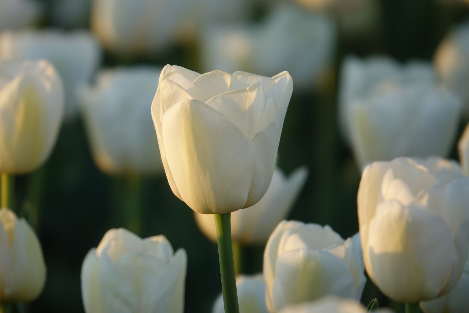 Sony Cyber-shot DSC-RX10 III sample photo. Tulips, tulip field, white photography