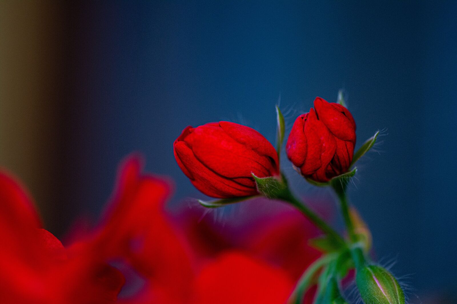 Nikon D7100 sample photo. Flower, nutmeg, nature photography