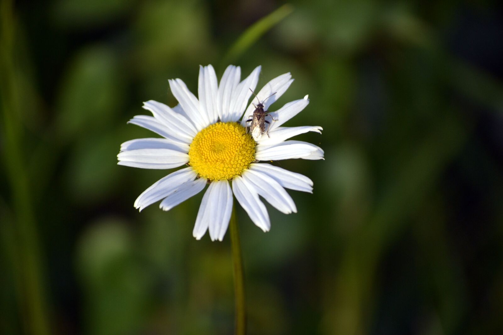Nikon D3100 sample photo. Marguerite, spring flower, white photography
