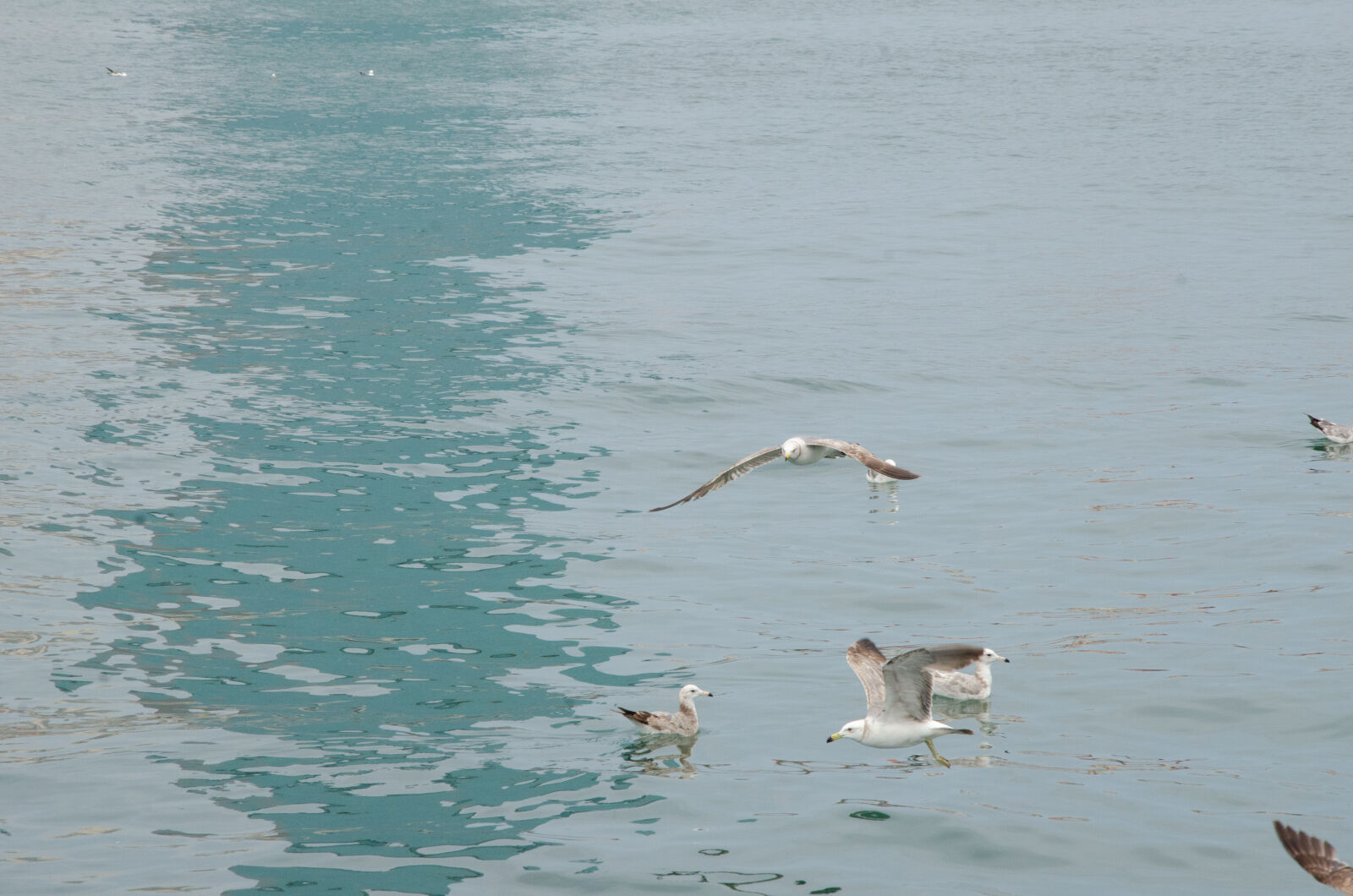 Nikon D7000 sample photo