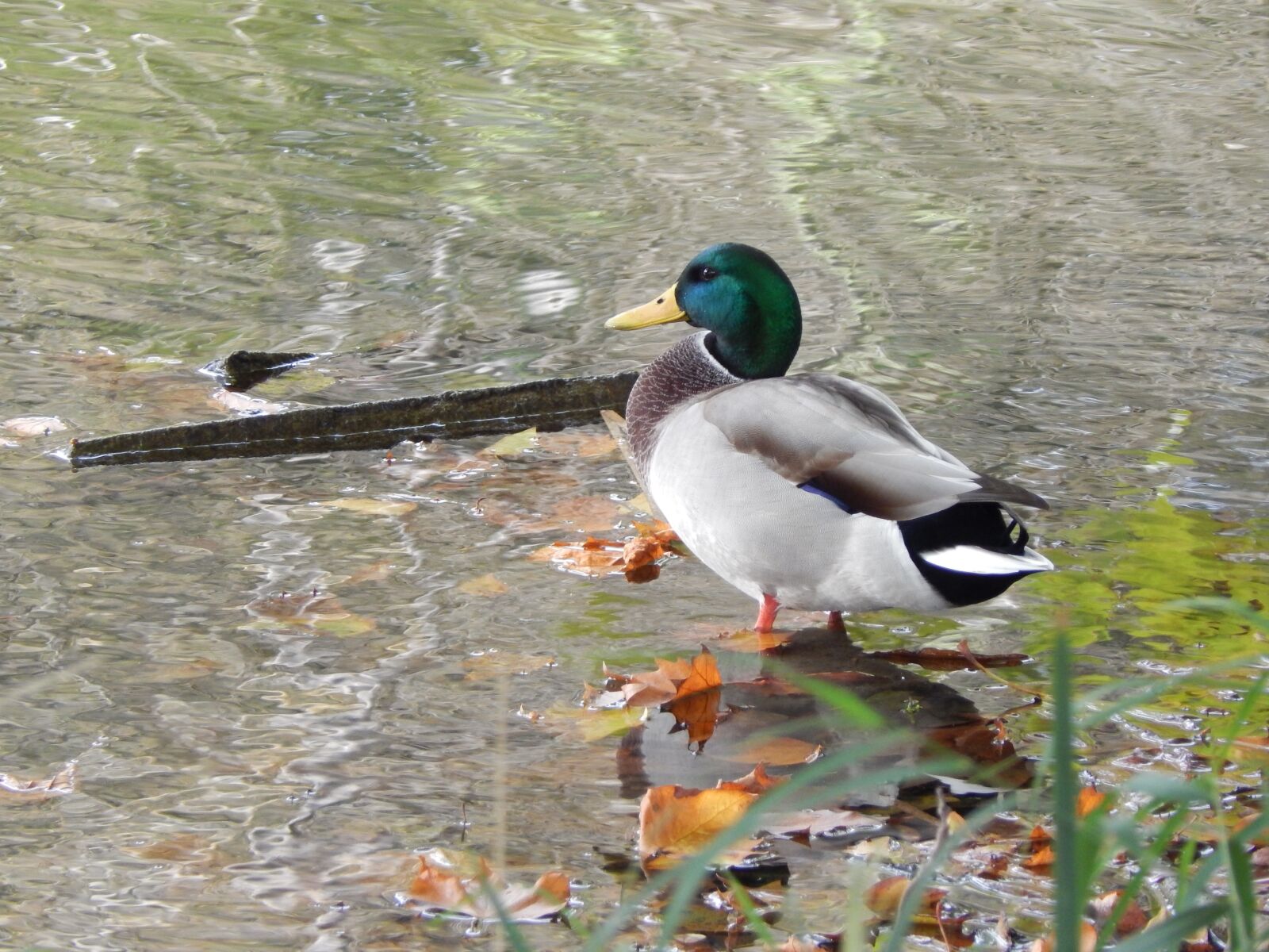 Nikon Coolpix L830 sample photo. Ducks, pond, water photography