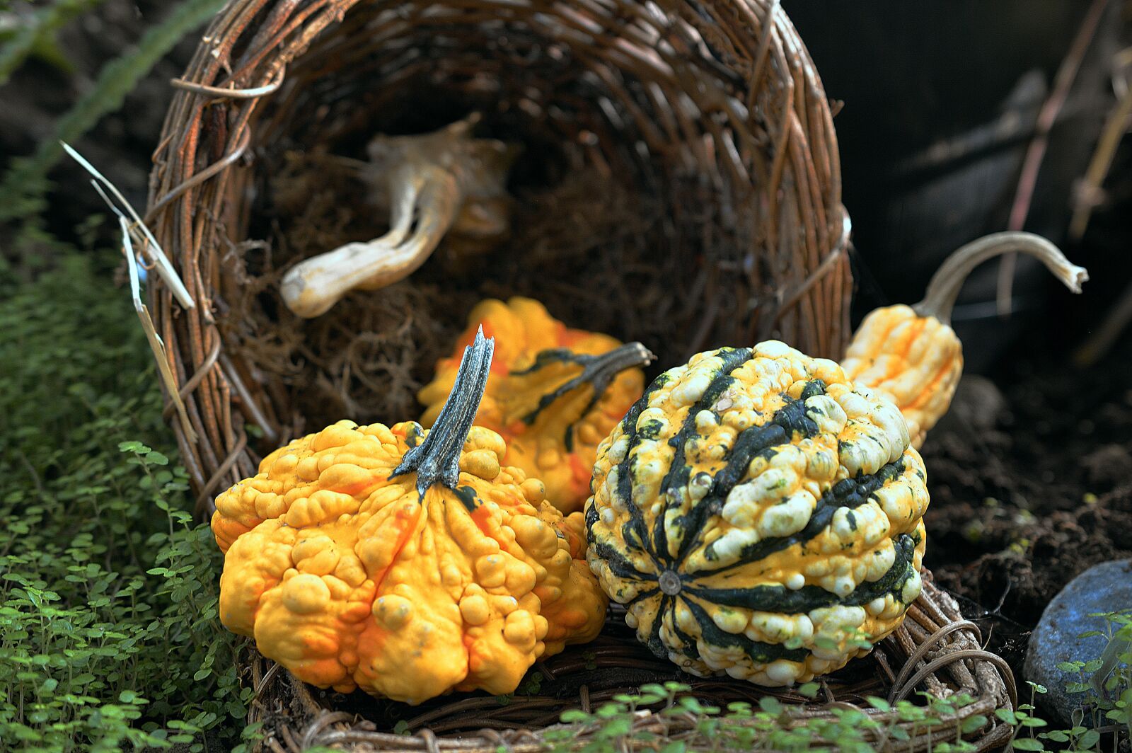 Nikon D3200 sample photo. Squash, harvest, fall photography