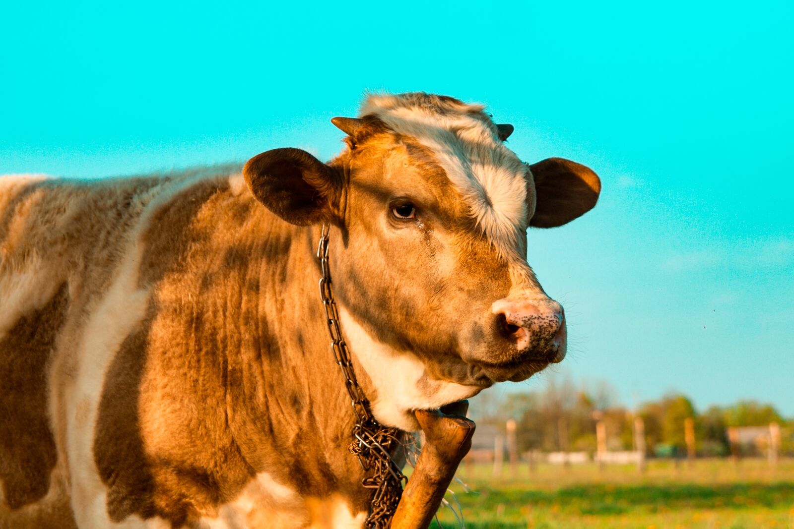 Canon EOS 700D (EOS Rebel T5i / EOS Kiss X7i) sample photo. Cow, cattle, holding photography