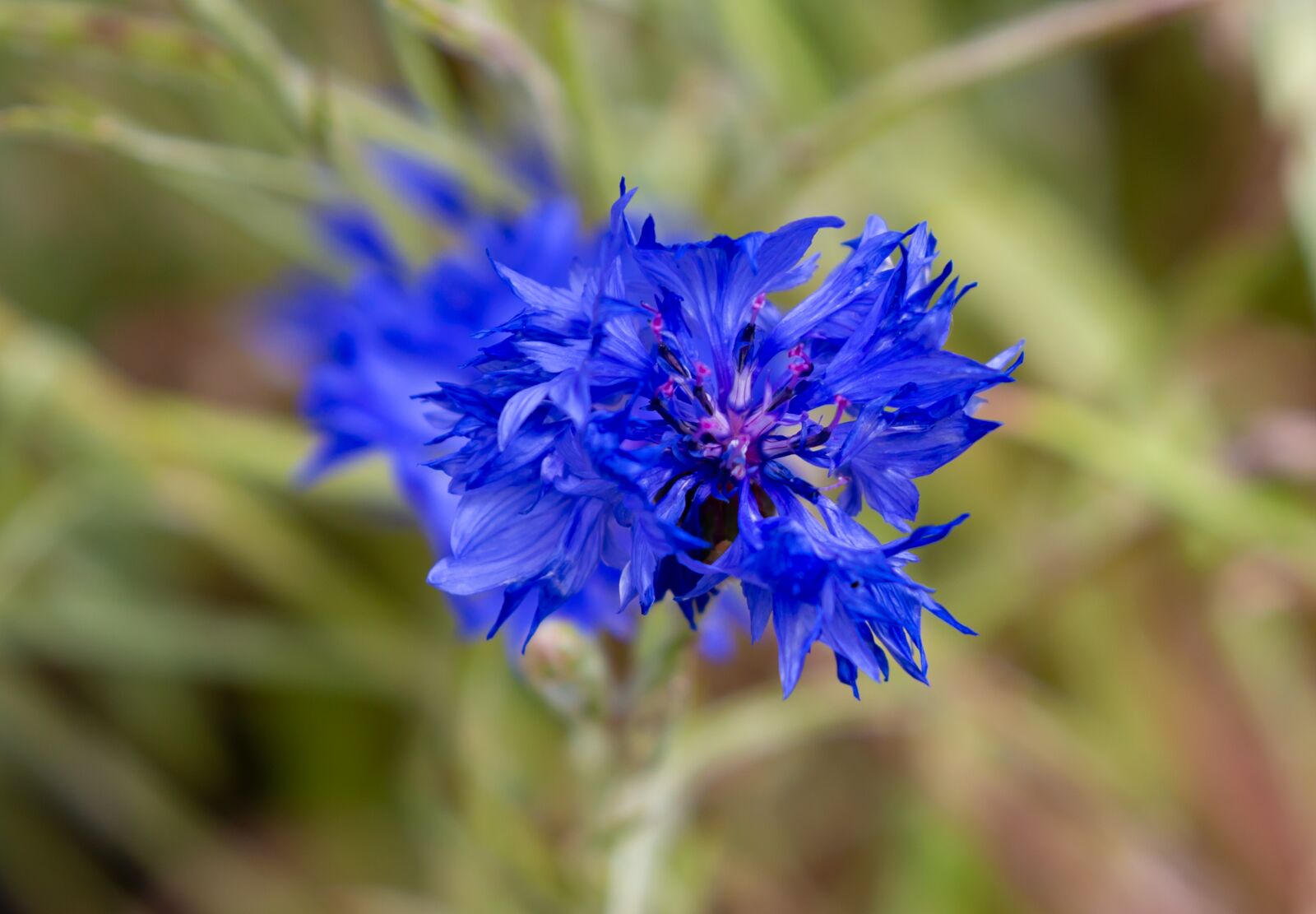 Canon EOS 5D Mark III sample photo. Flower, blue, wildflower photography