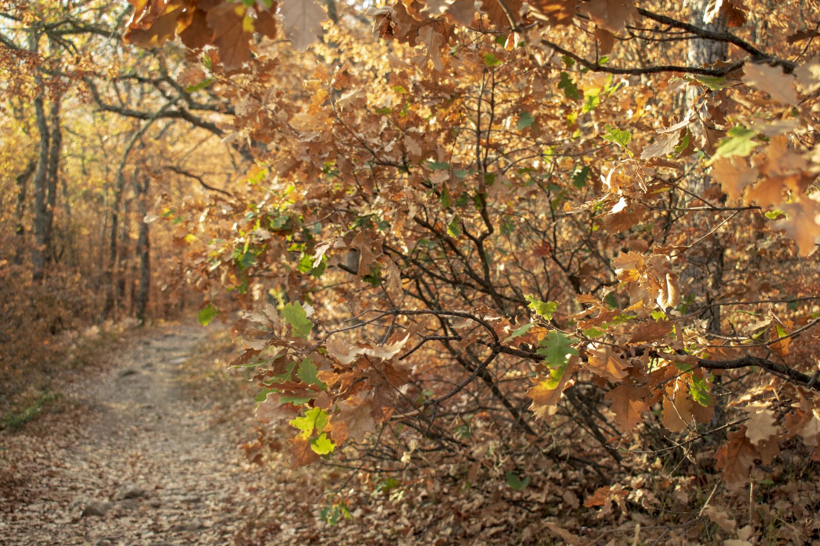 Nikon D3500 sample photo. Nature, forest, autumn photography