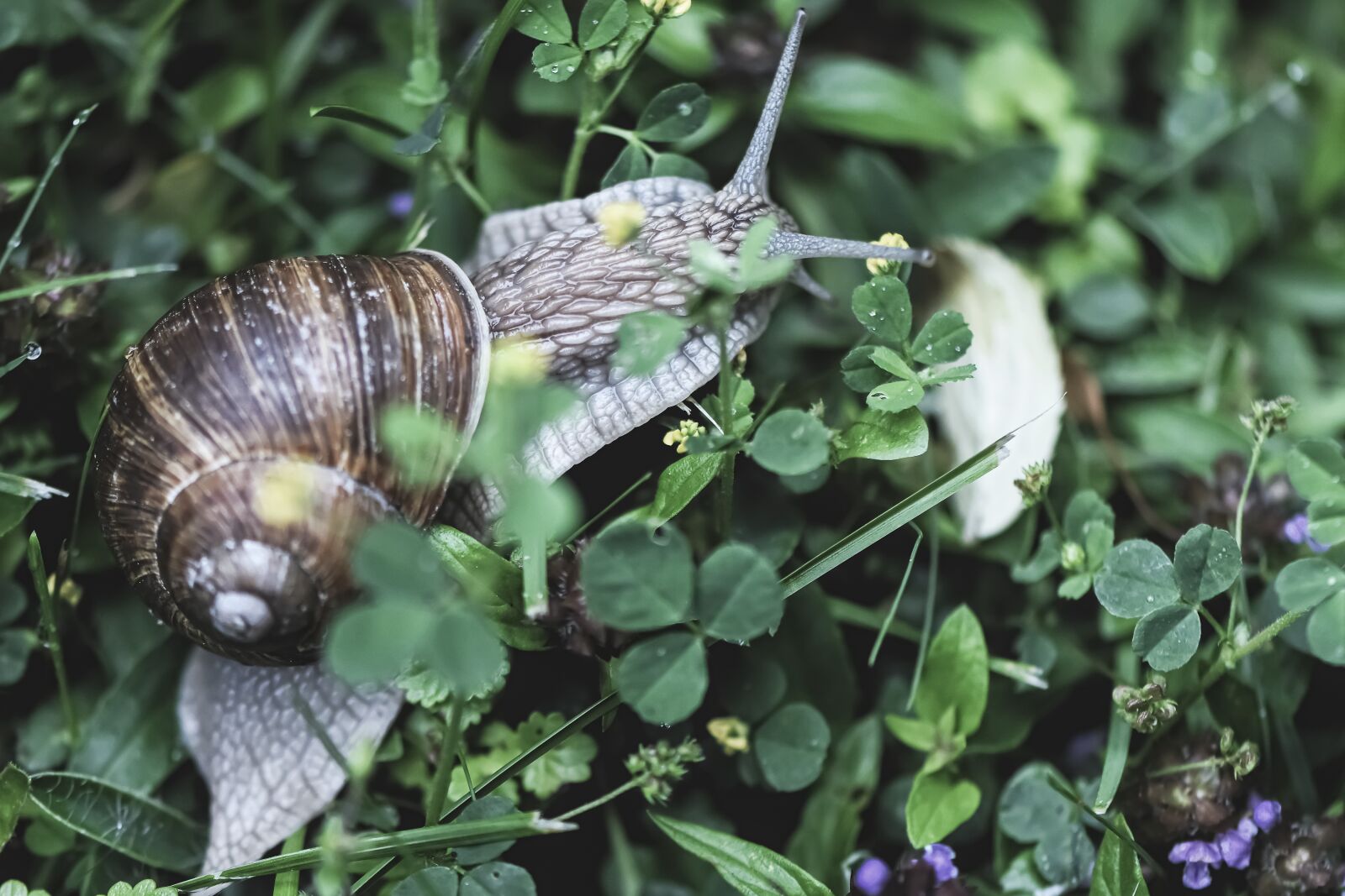 Nikon D7200 sample photo. Snail, animal, house photography