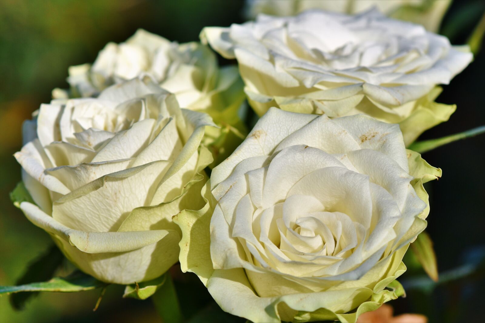 Nikon D7200 sample photo. Rose, rose bloom, floribunda photography