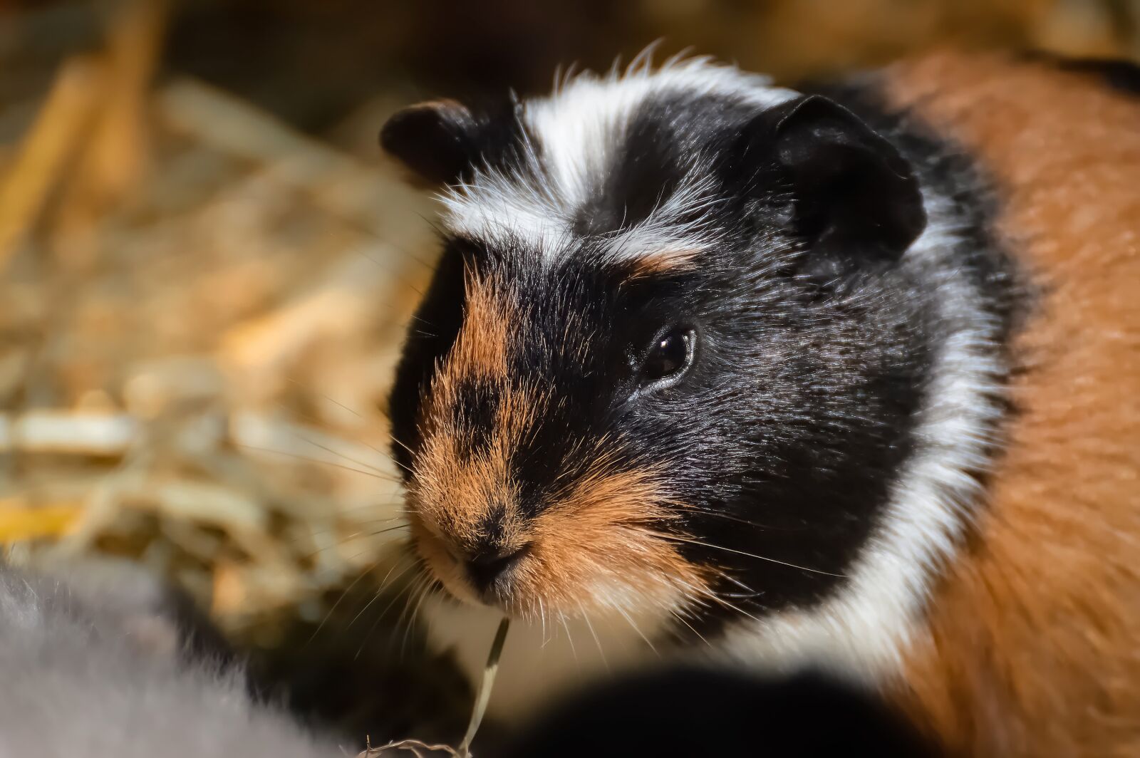 Nikon D3200 sample photo. Guinea pig, nager, rodent photography