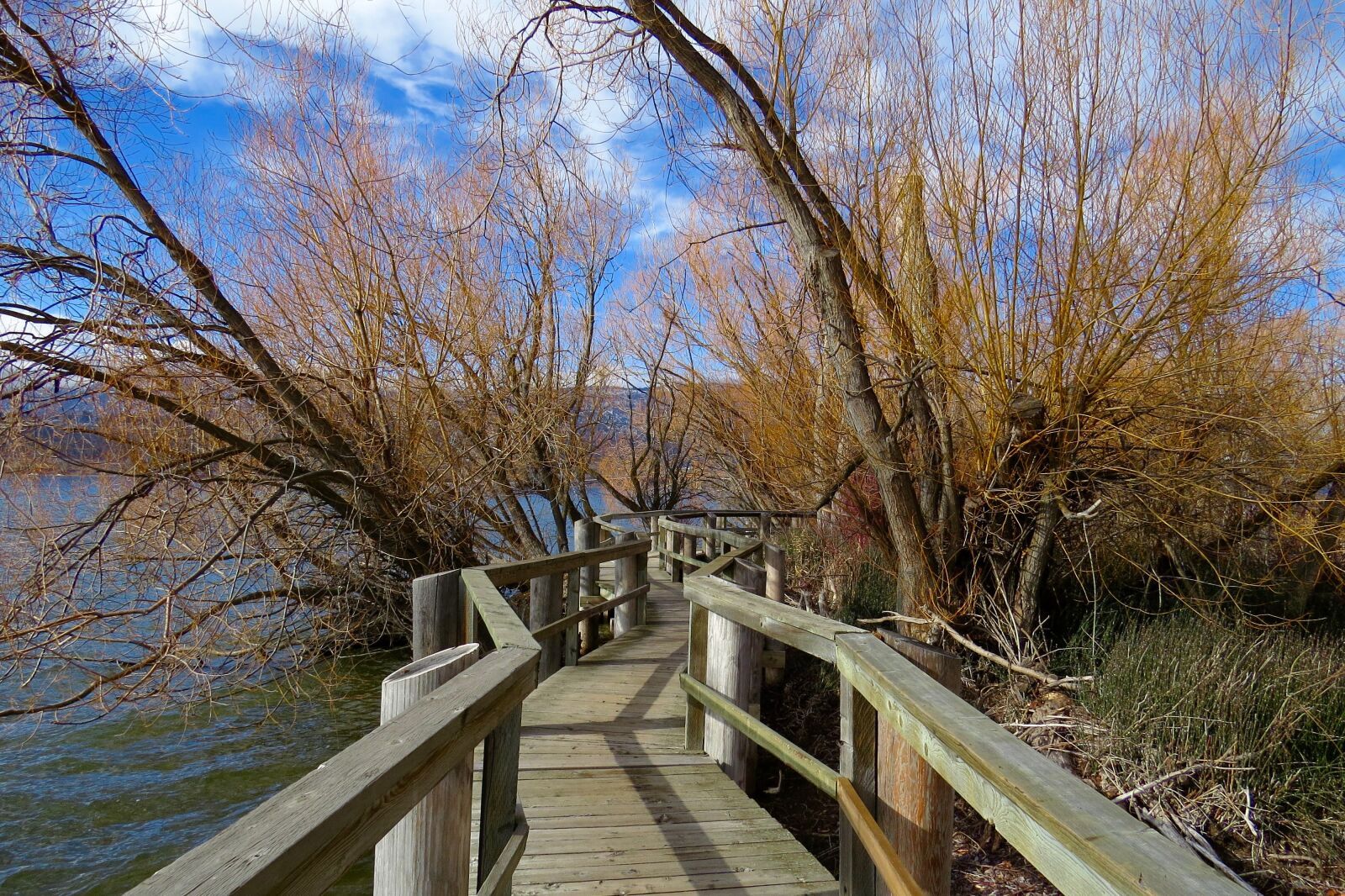Canon PowerShot SX50 HS sample photo. Blue, sky, branches, bridge photography