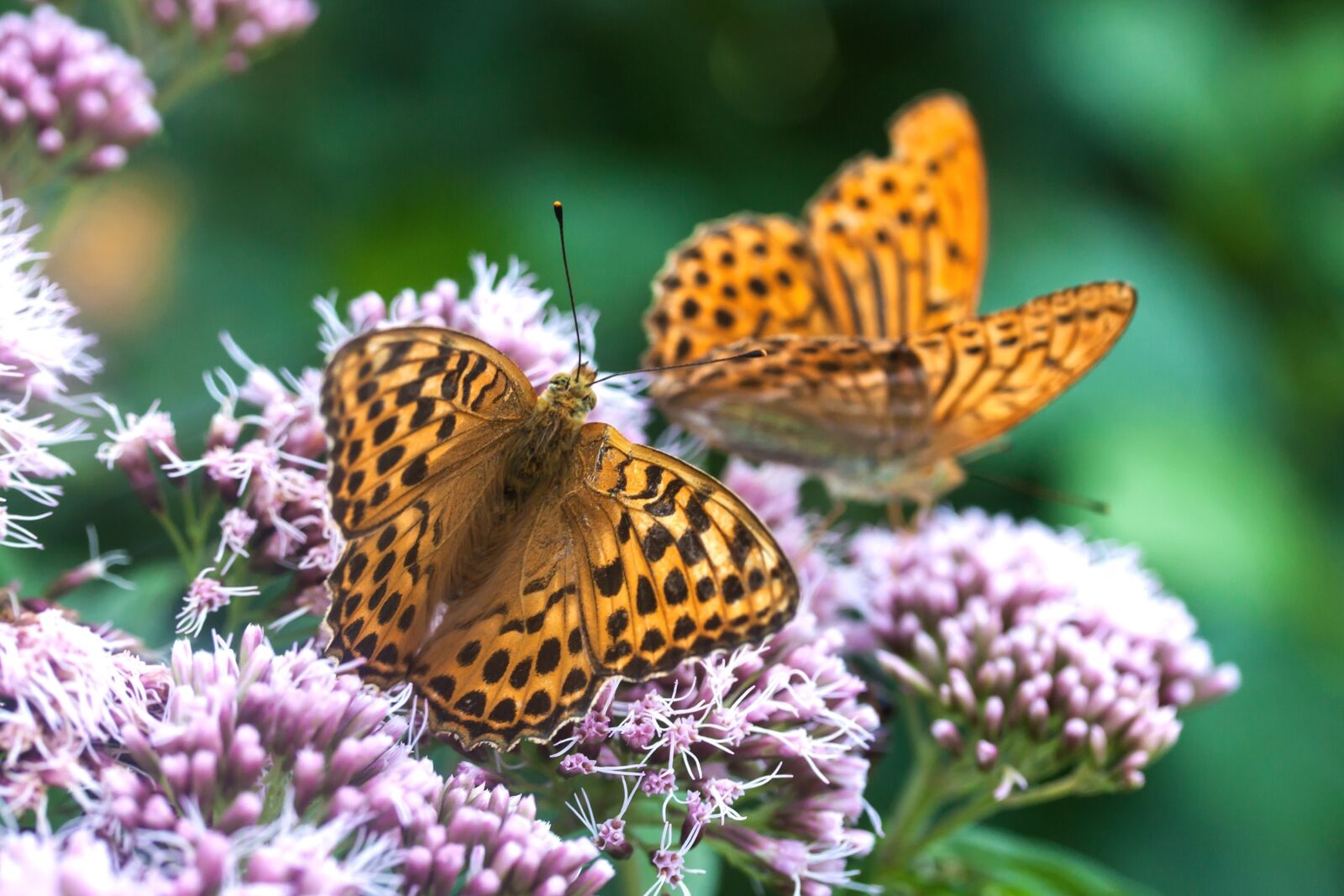 Canon EOS 500D (EOS Rebel T1i / EOS Kiss X3) sample photo. Butterfly, butterflies, insect photography
