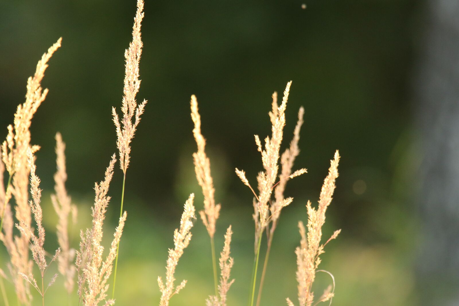 Canon EOS 7D Mark II sample photo. Reeds, sunset, gold photography