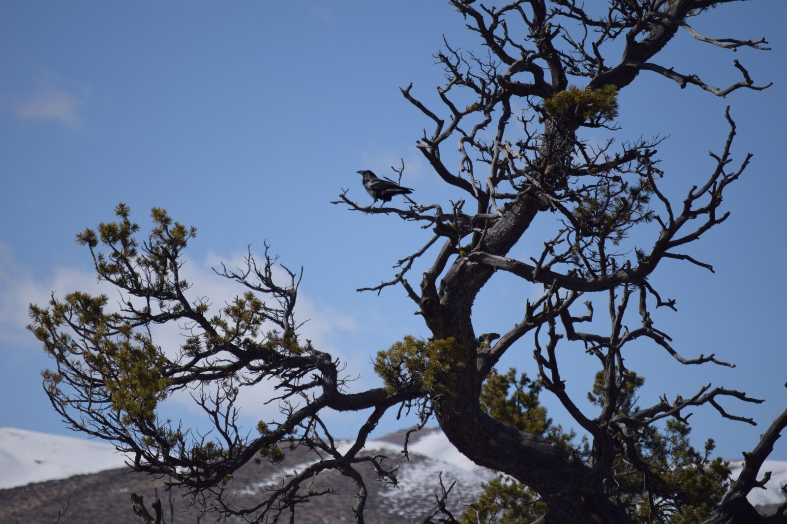 Nikon D3300 sample photo. Raven, perched, tree photography