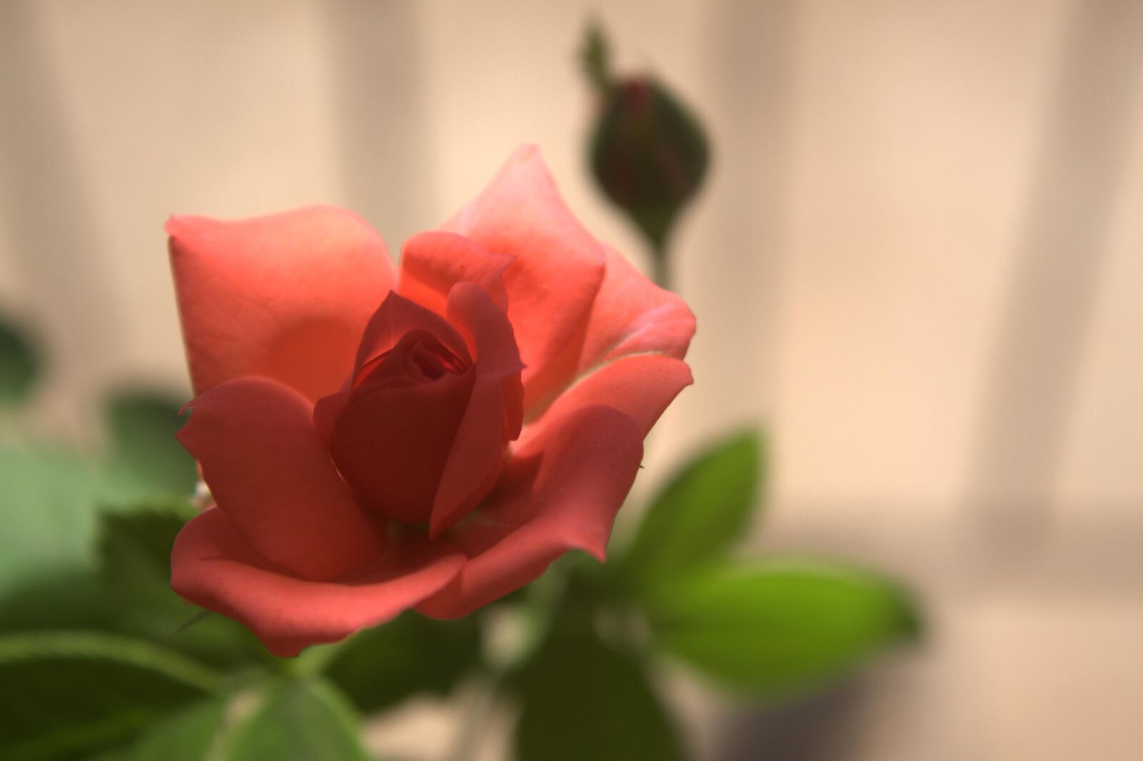 Canon EF 28-70mm f/3.5-4.5 sample photo. Rose bud, rose, flower photography
