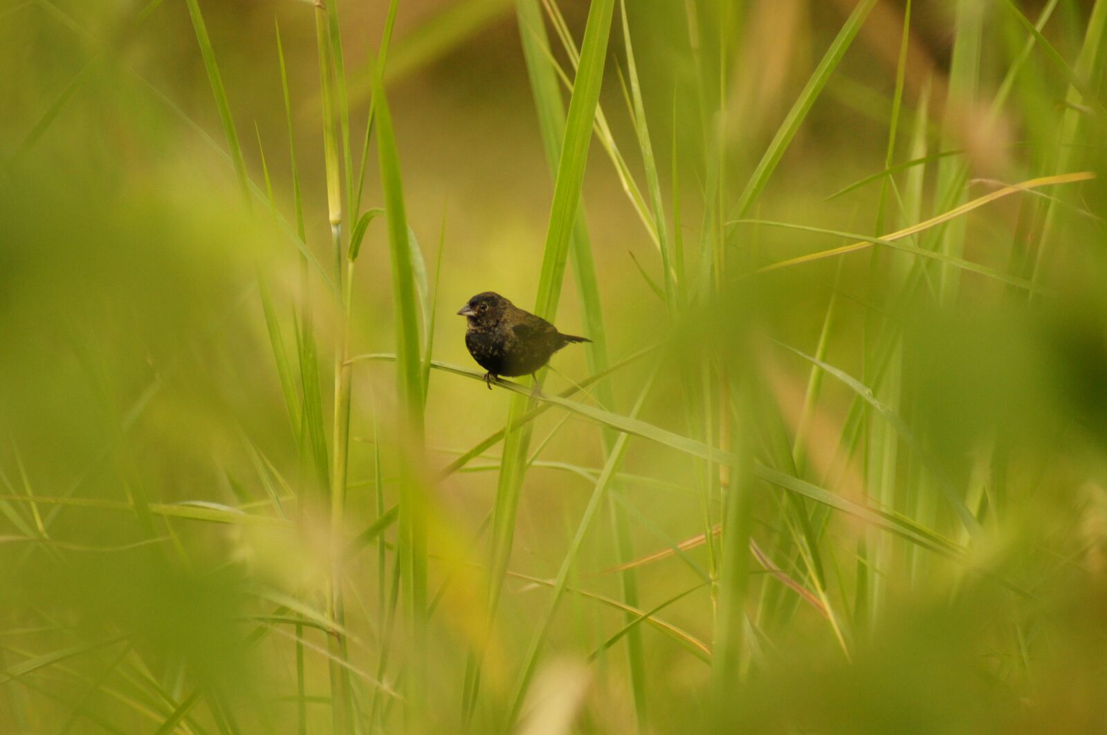 Sony SLT-A55 (SLT-A55V) sample photo. Birds, armenia, quindio photography