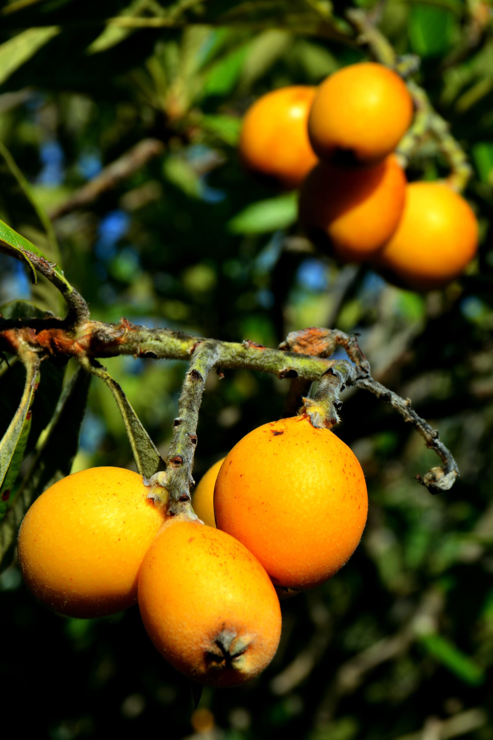 Nikon D5200 sample photo. Fruit, medlar, loquats photography
