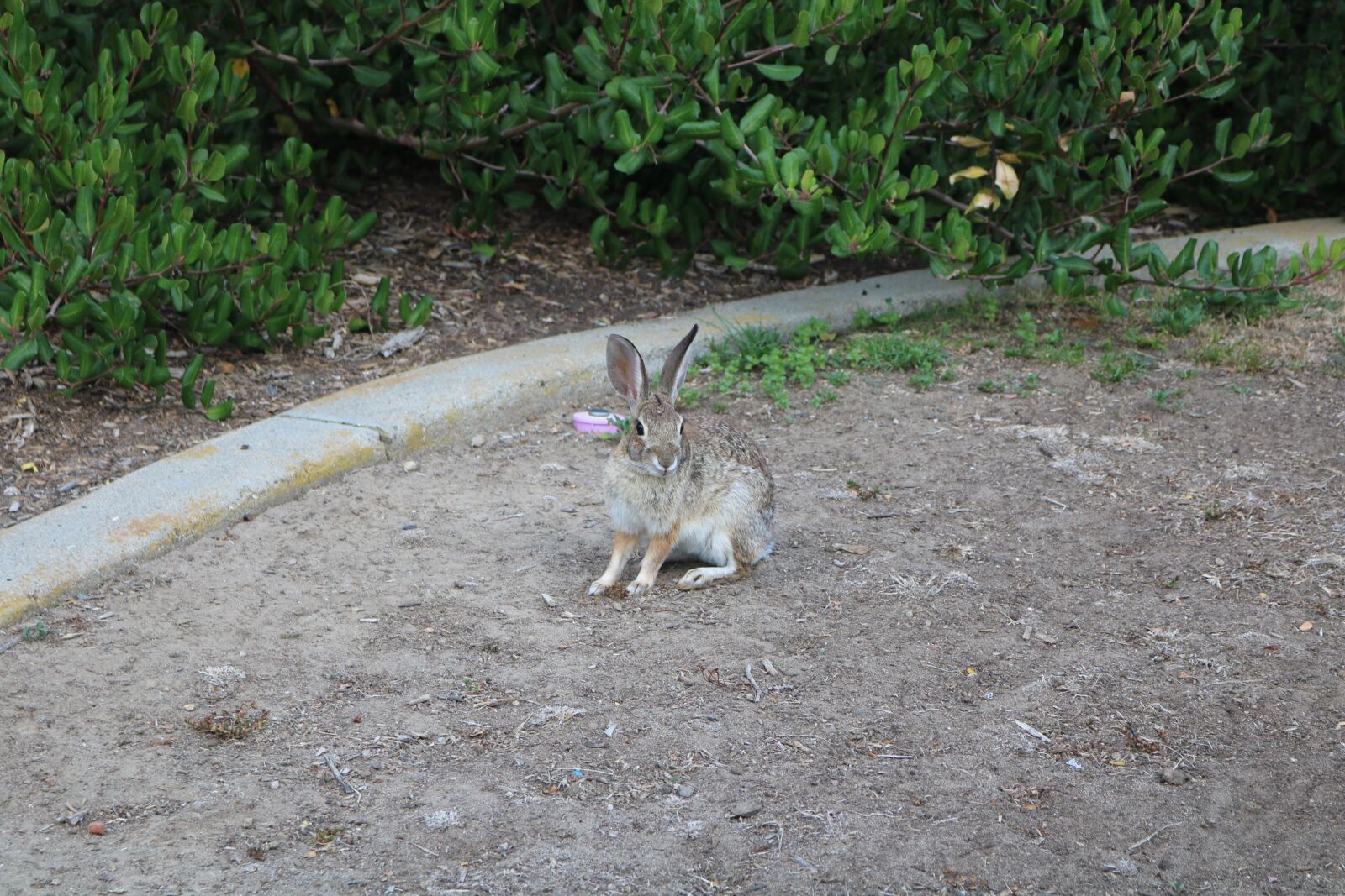 Canon EOS 750D (EOS Rebel T6i / EOS Kiss X8i) sample photo. Nature, lawn, outdoor photography