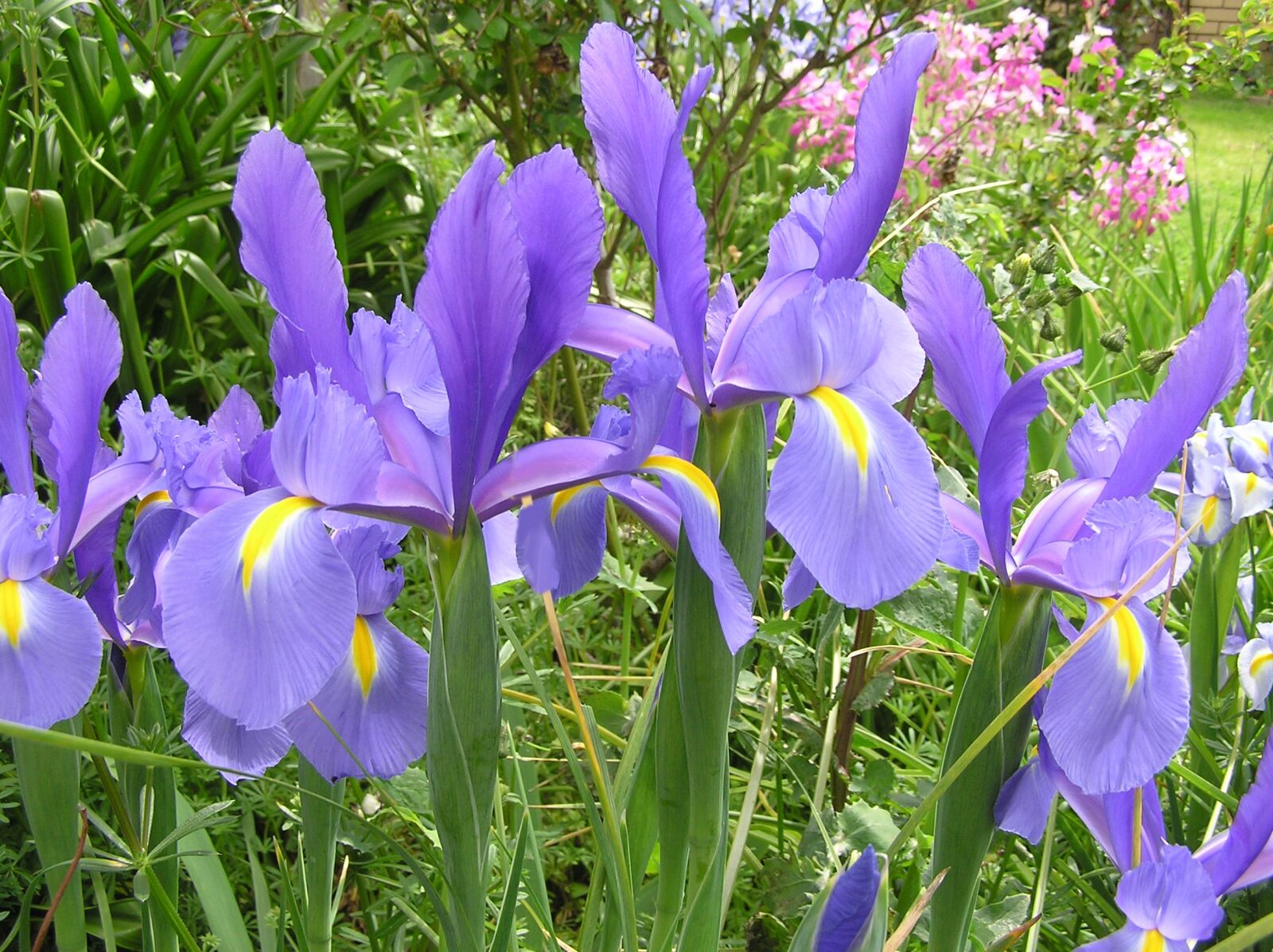 Olympus C750UZ sample photo. Iris, dutch, flowers photography