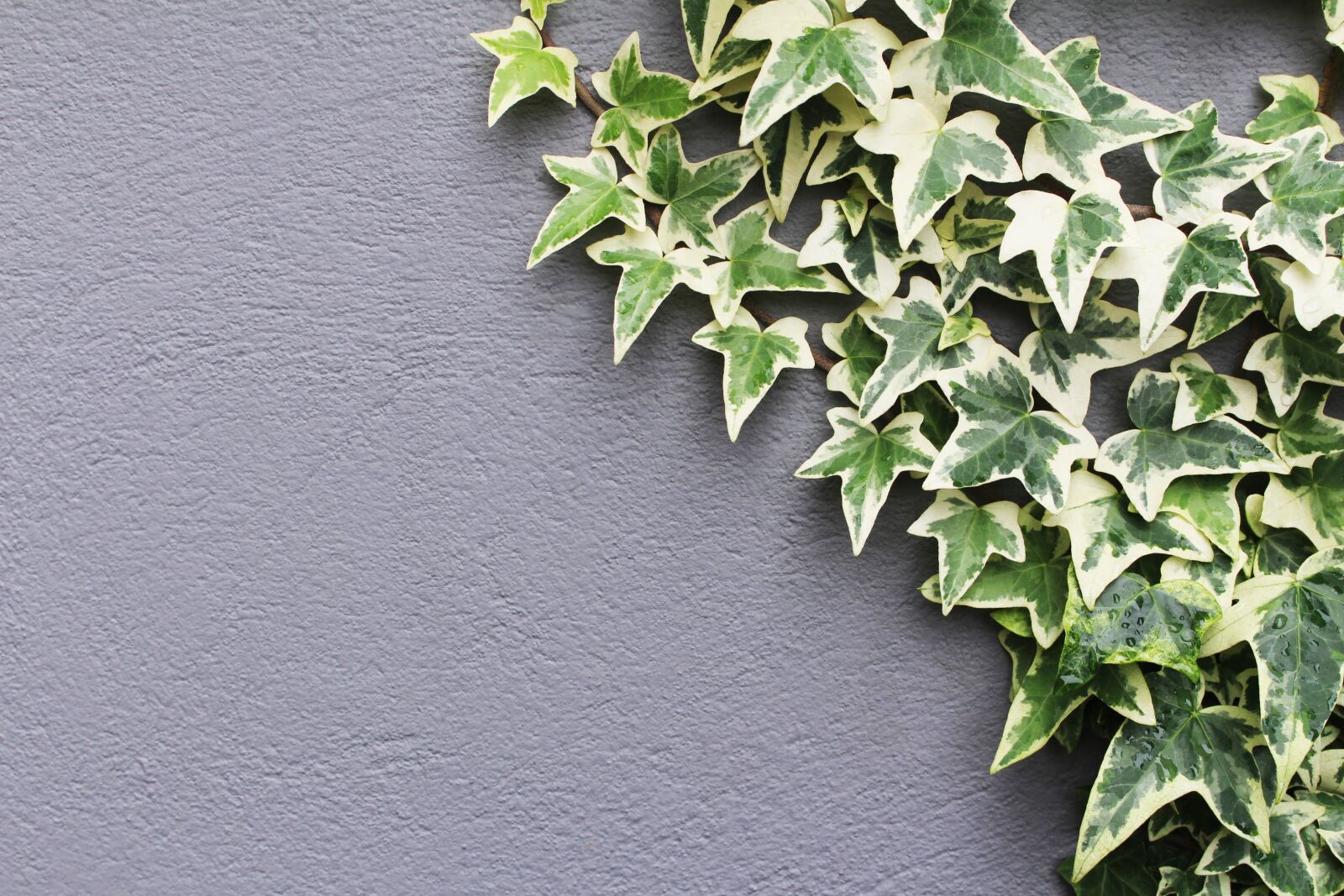 Canon EOS 700D (EOS Rebel T5i / EOS Kiss X7i) sample photo. Ivy, hedera helix, leaves photography