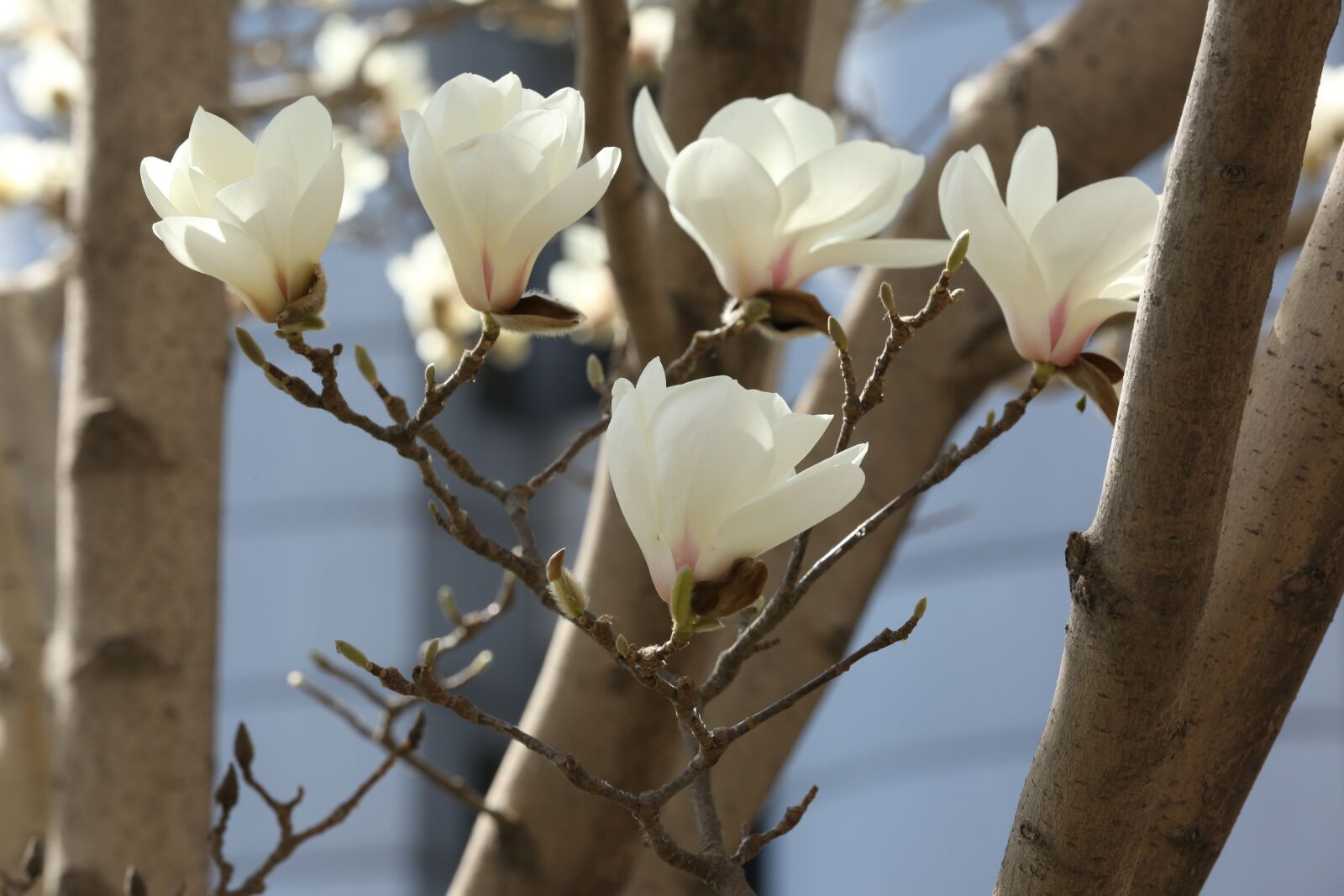 Canon EOS 5D Mark III sample photo. Magnolia, white, flower photography