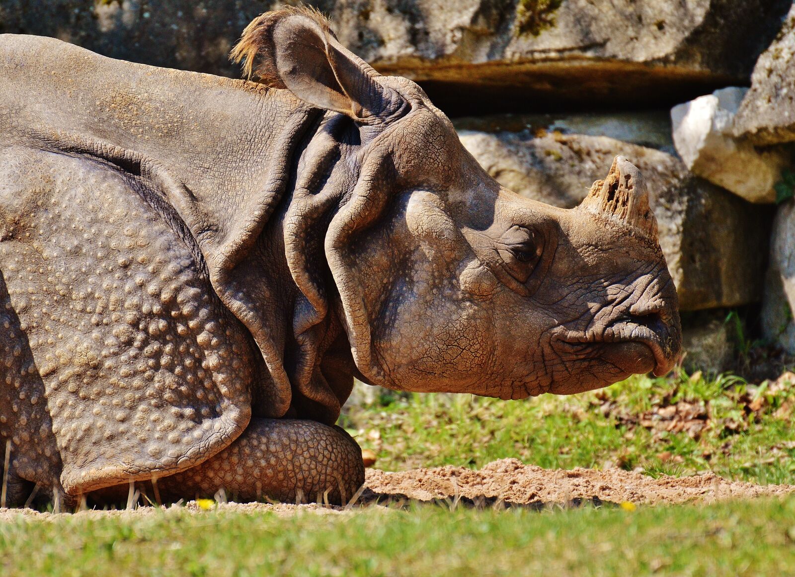 Nikon D3200 sample photo. Rhino, wild animal, mammal photography
