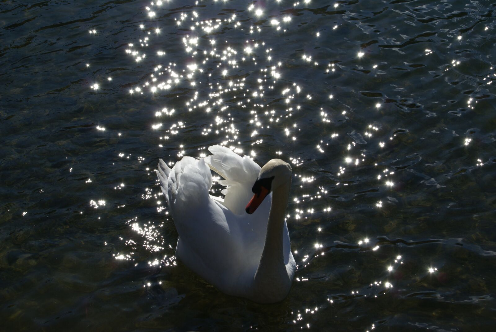 Sony Alpha DSLR-A100 sample photo. Swan, lake, water photography