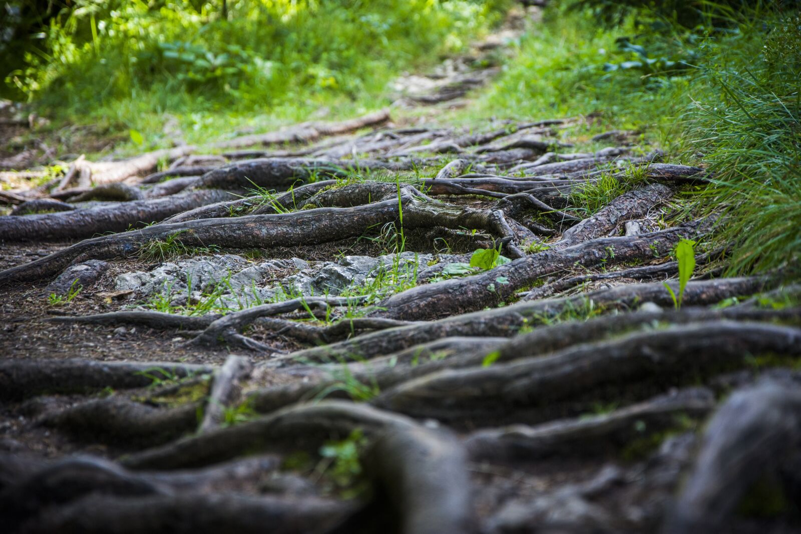 Nikon D7200 sample photo. Roots, nature, path photography