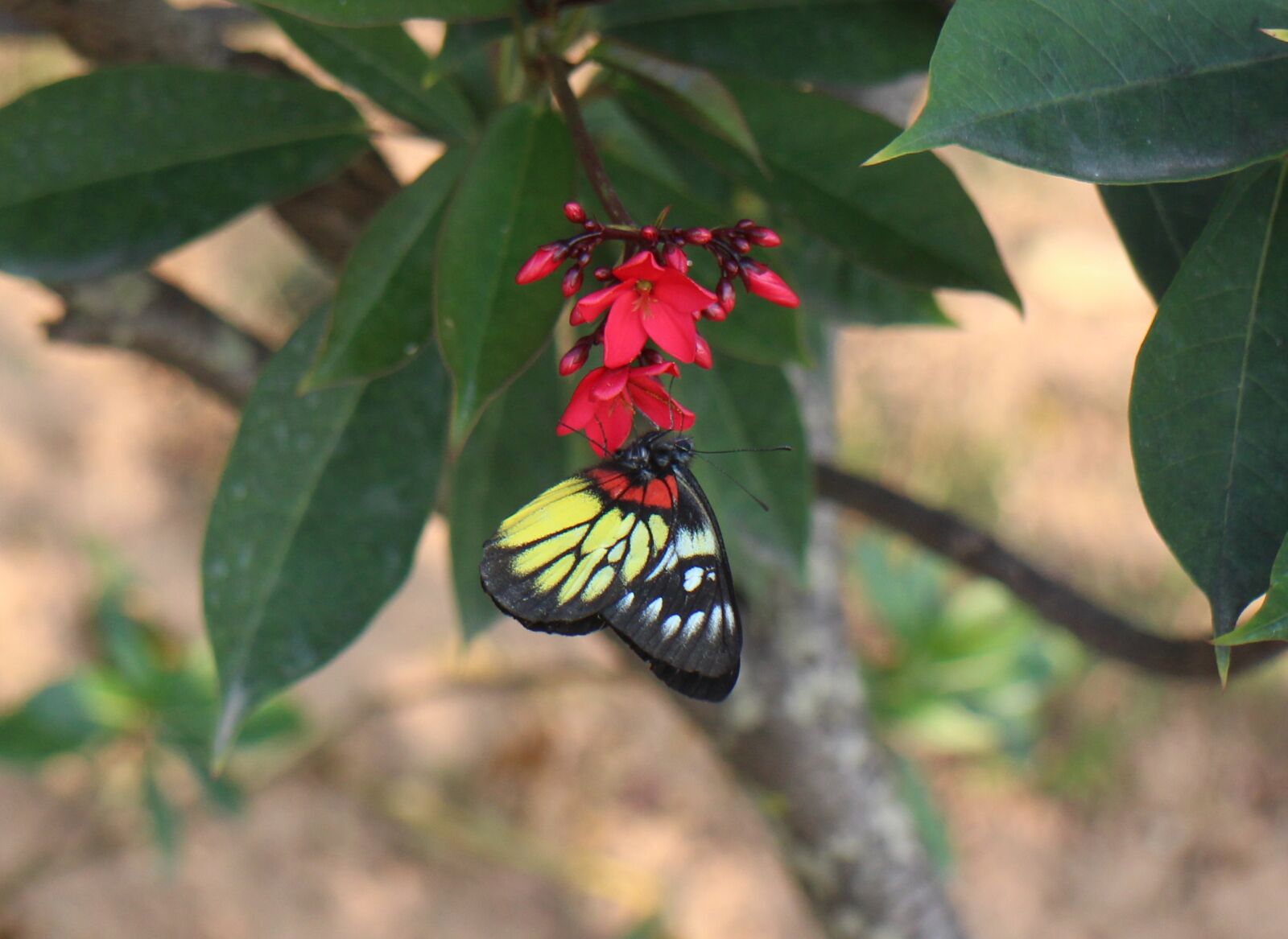 Canon EOS M2 sample photo. Butterfly, animal, plant photography