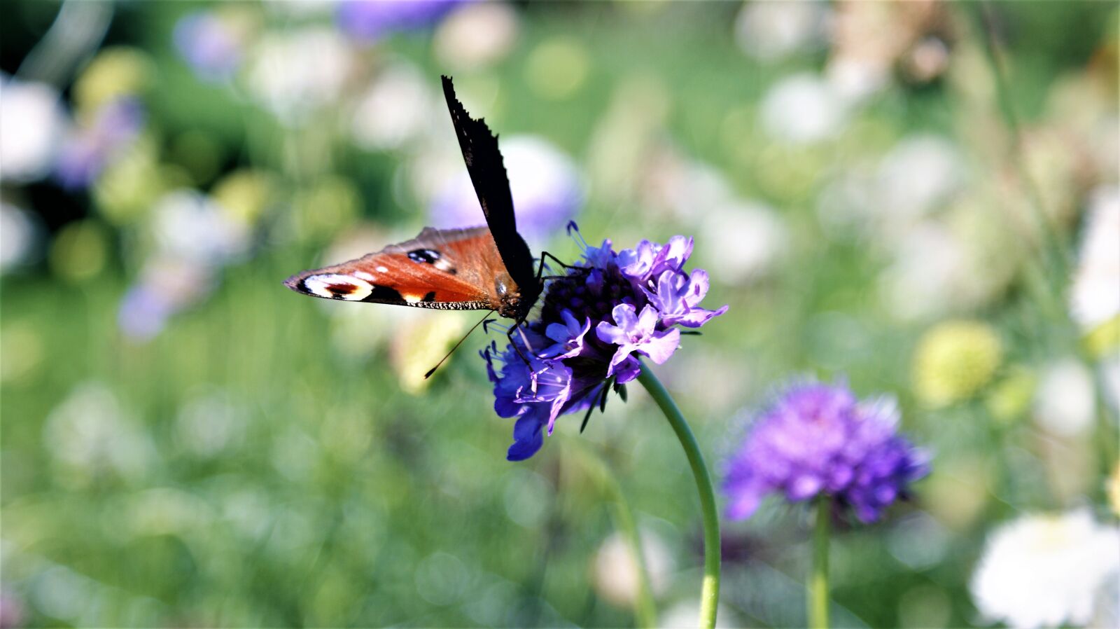 Sony Alpha DSLR-A350 sample photo. Butterfly, bug, insect photography