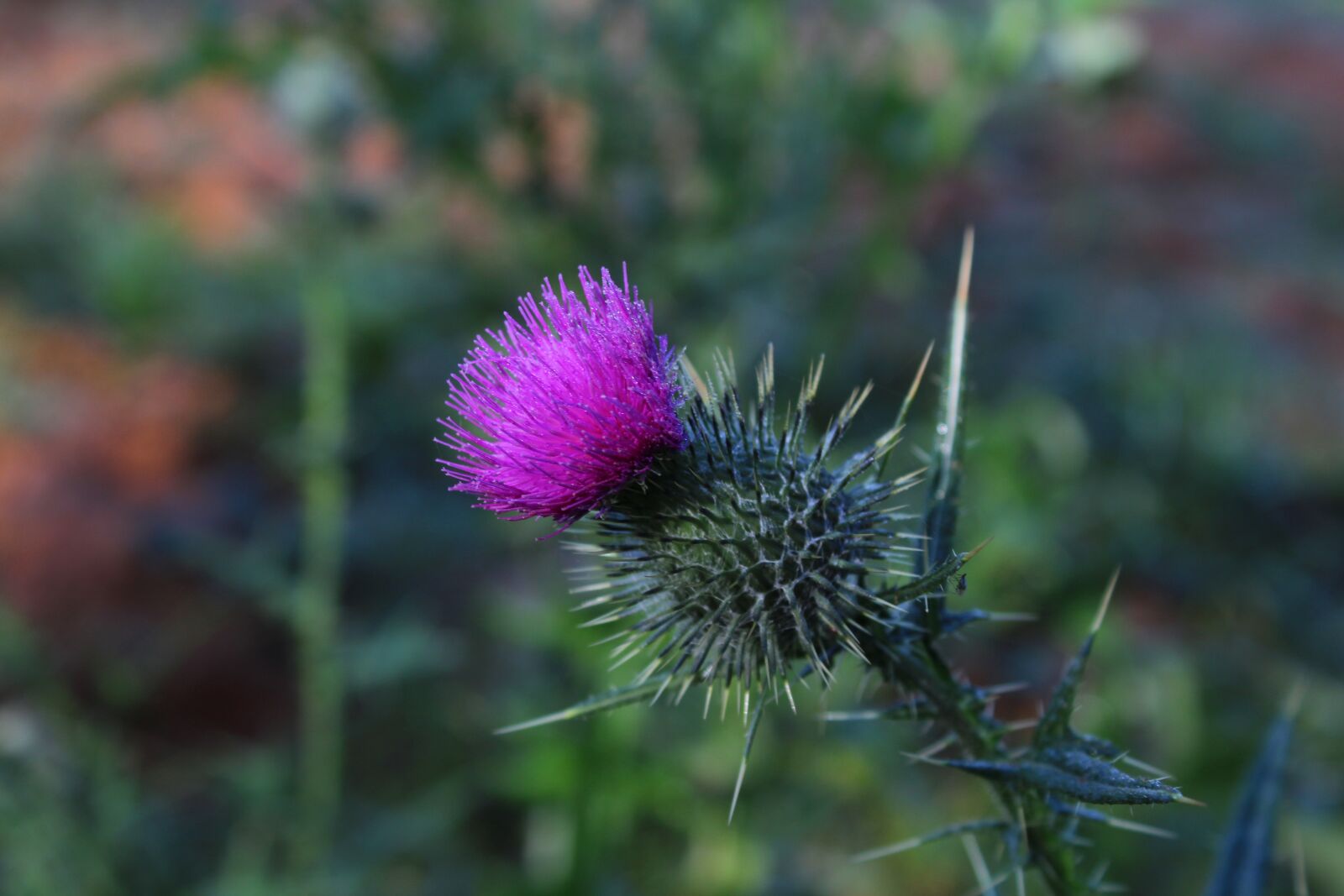 Canon EOS 1200D (EOS Rebel T5 / EOS Kiss X70 / EOS Hi) sample photo. Scotch, thistle, flower photography