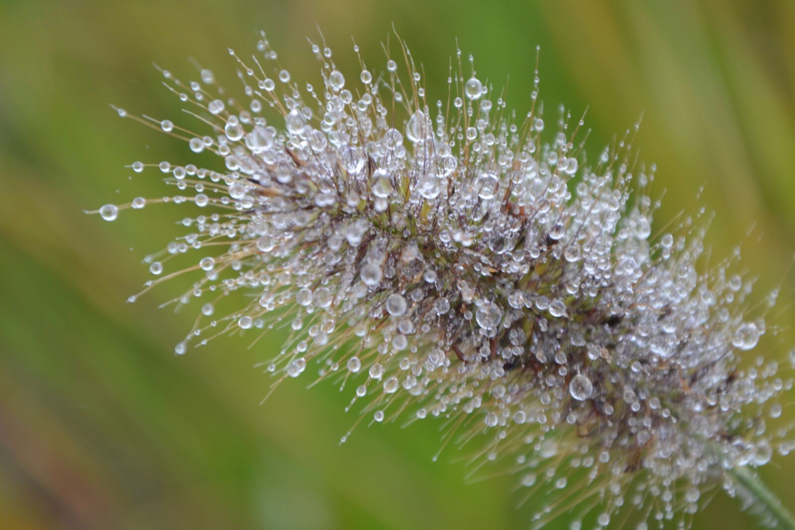 Nikon D5200 sample photo. Plant, au gratin, nature photography