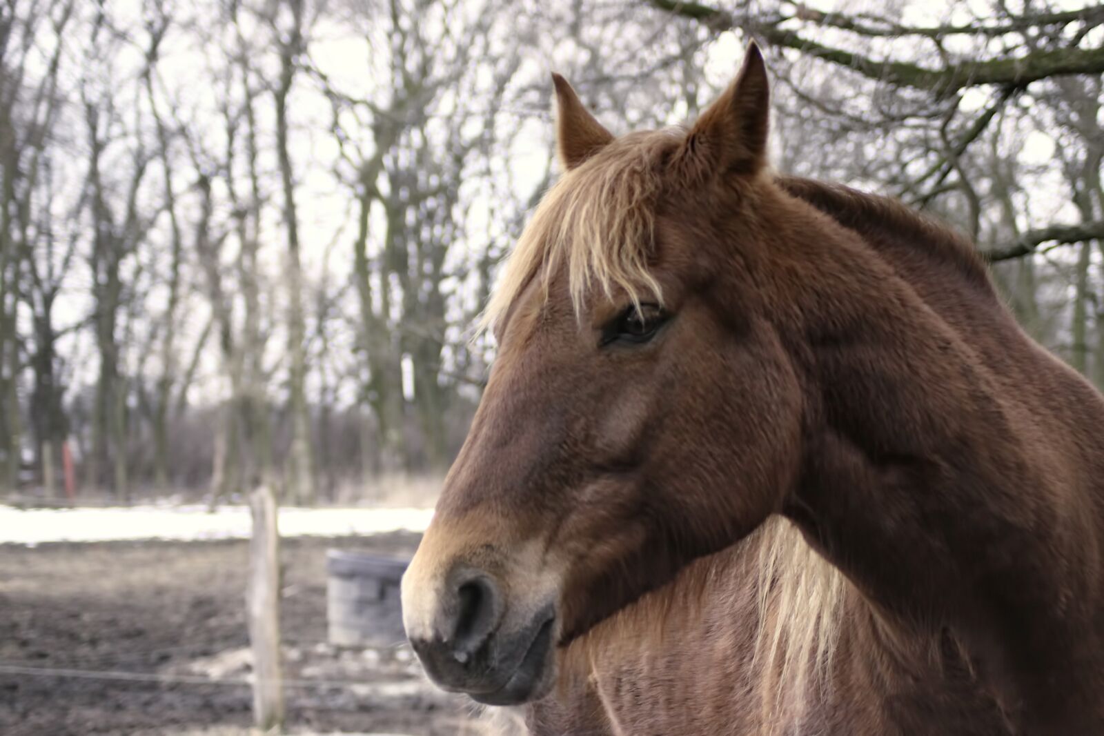 Canon EOS 600D (Rebel EOS T3i / EOS Kiss X5) sample photo. Horse, brown, winter photography