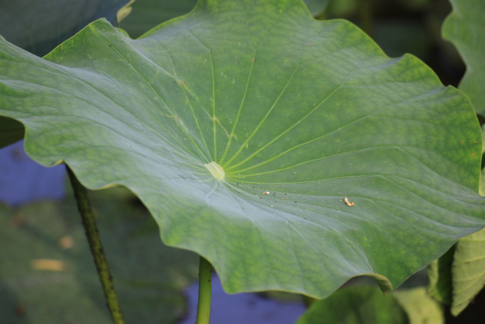 Canon EOS 50D sample photo. Lotus leaf, pond, nature photography
