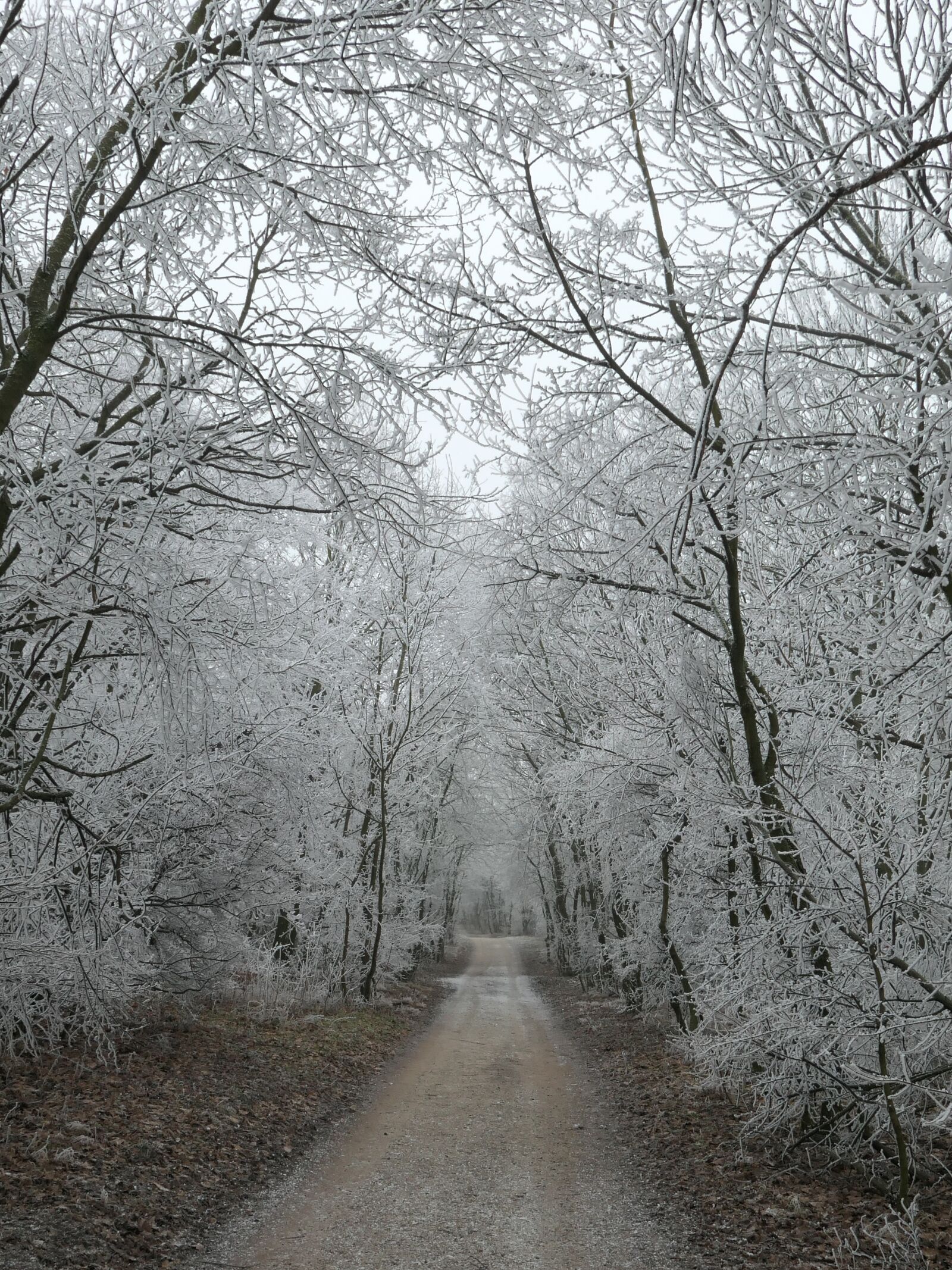 Panasonic Lumix DMC-LX10 (Lumix DMC-LX15) sample photo. Winter, path, snow photography