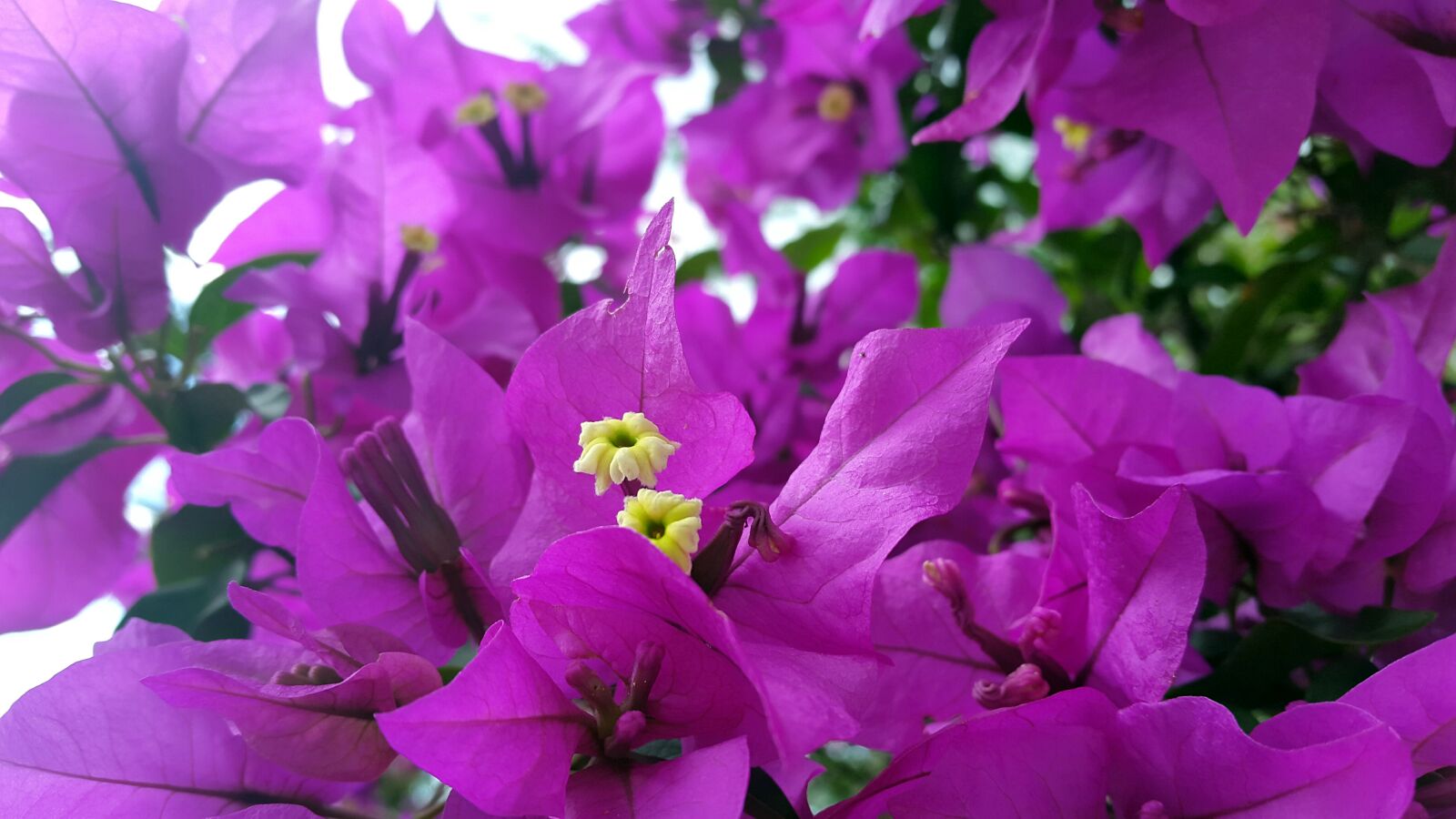 Samsung Galaxy S5 sample photo. Beautiful, flower, honduras, ocotepeque photography