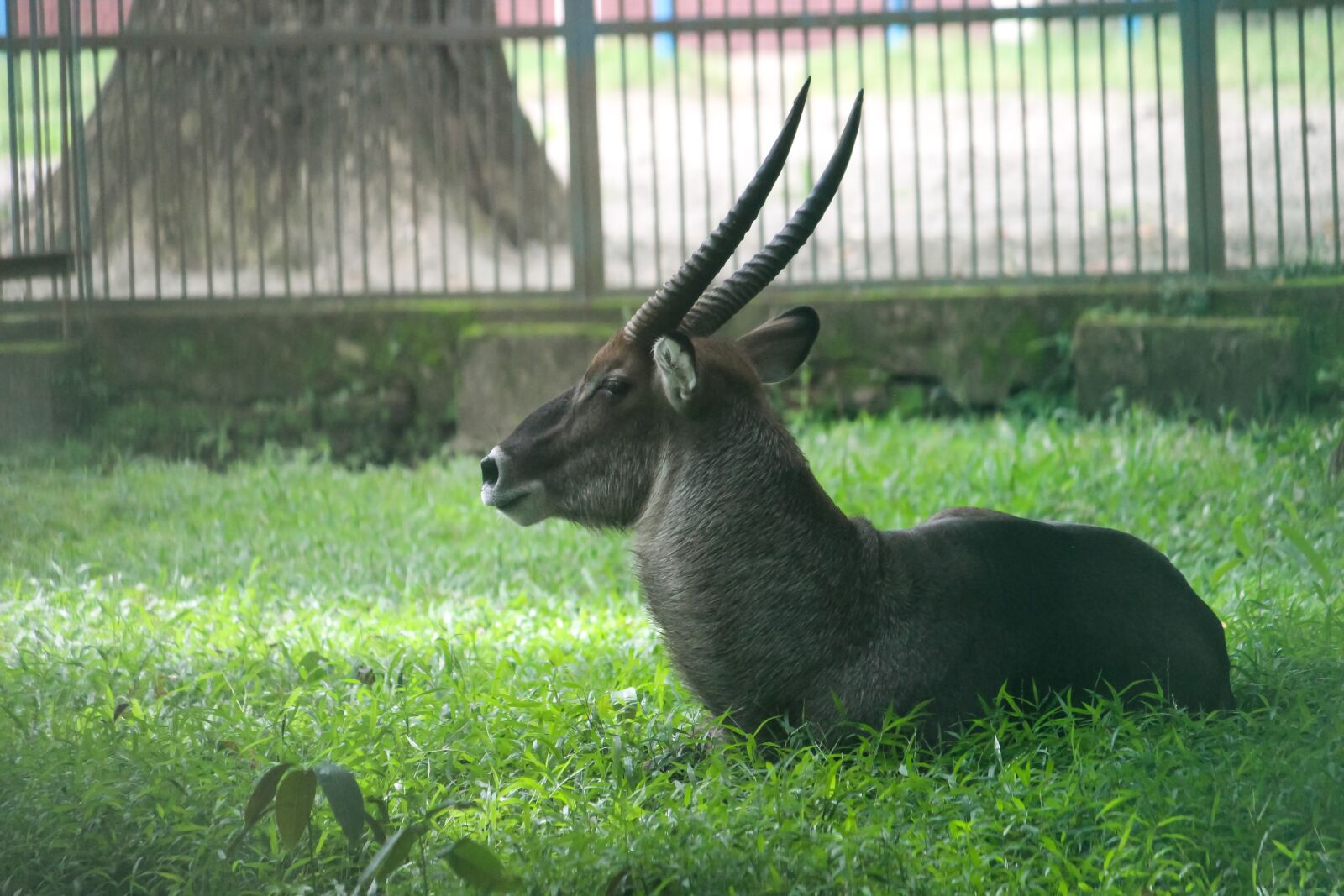 Canon EOS 700D (EOS Rebel T5i / EOS Kiss X7i) sample photo. Grass, nature, animal photography