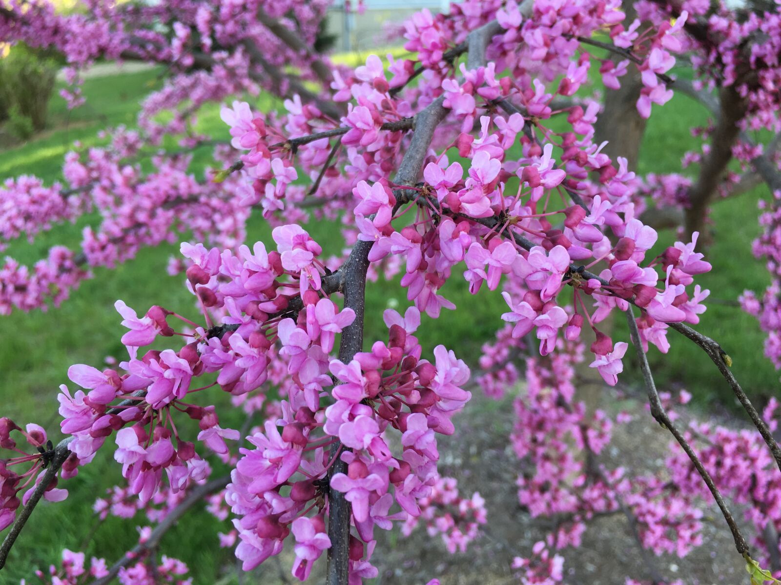 Apple iPhone 6s sample photo. Redbud, pink, bud photography