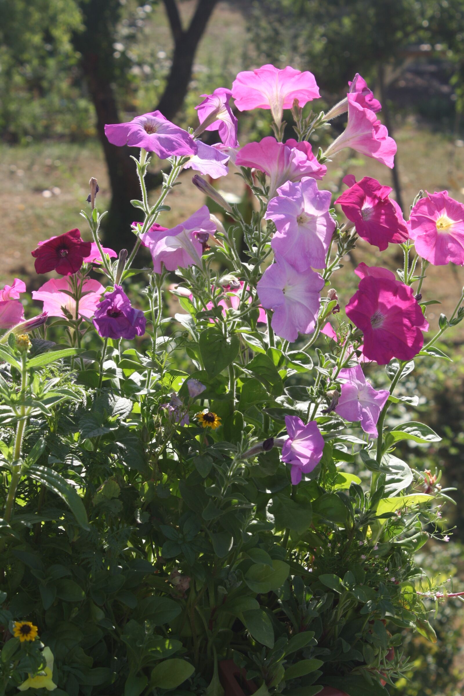 Canon EOS 1000D (EOS Digital Rebel XS / EOS Kiss F) sample photo. Petunia, flowers, nice photography