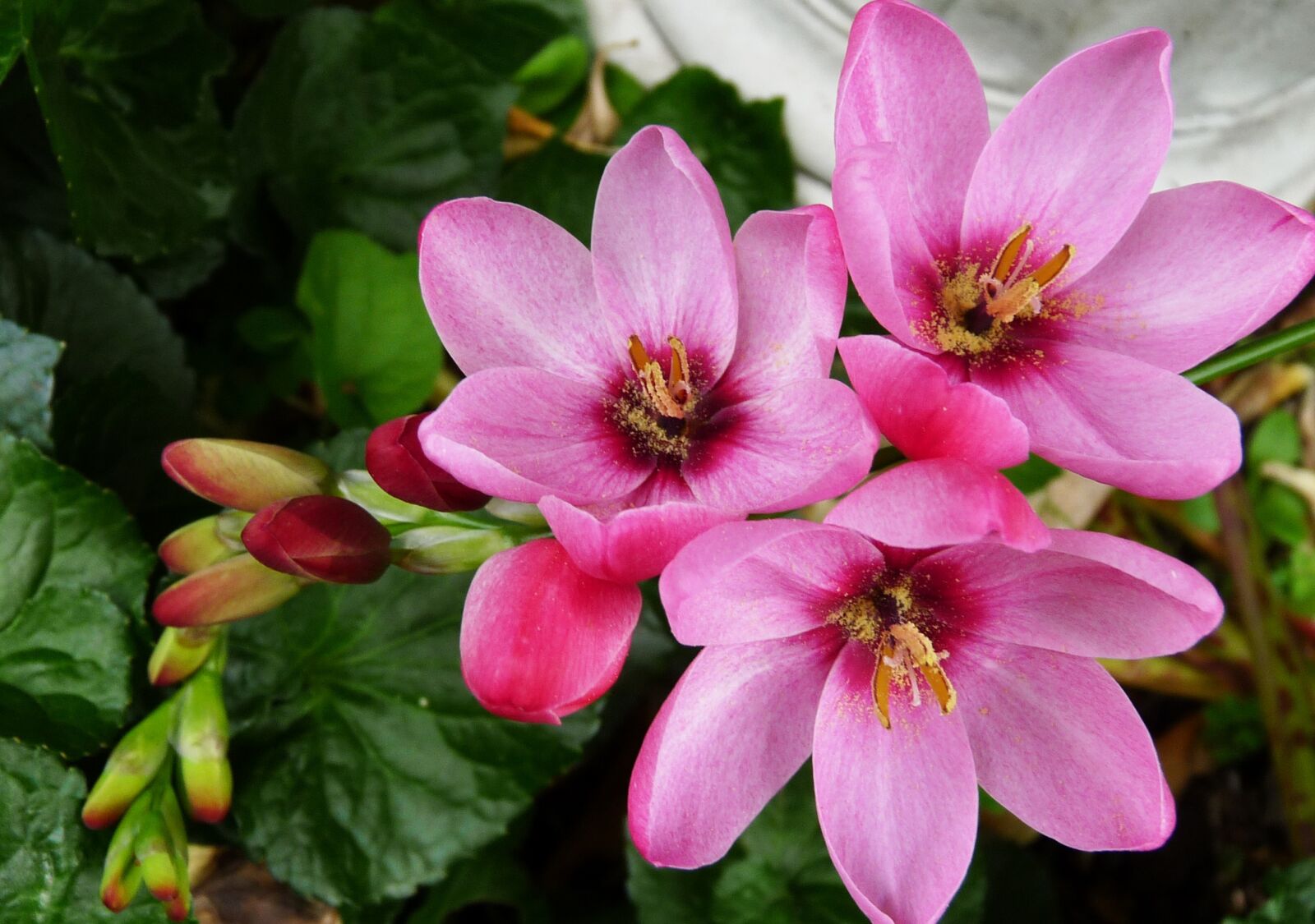 Panasonic Lumix DMC-FZ28 sample photo. Ixia, bulb, pink photography