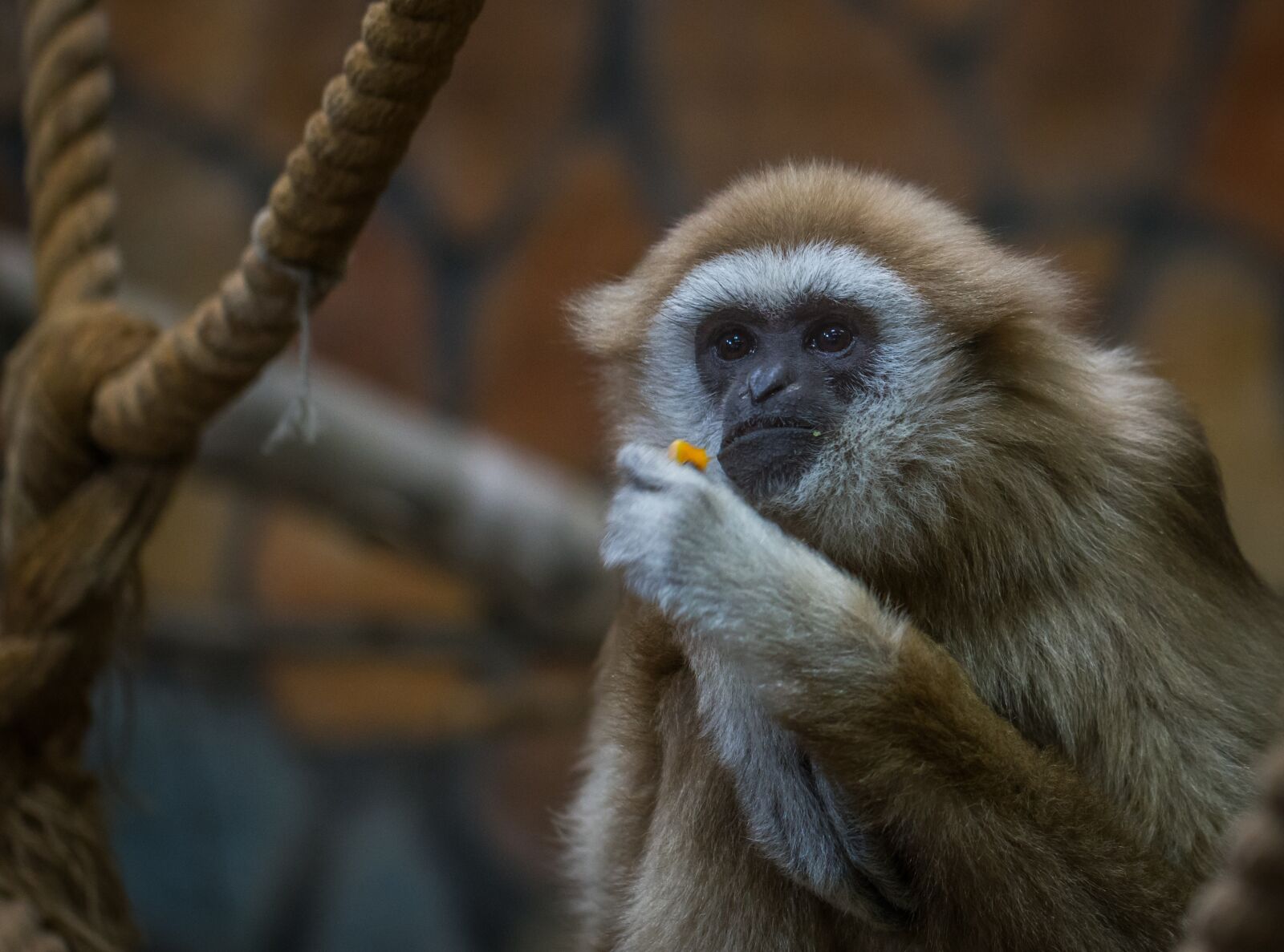 Sony a7R II + Canon EF 100mm F2.8L Macro IS USM sample photo. Living nature, monkey, primacy photography